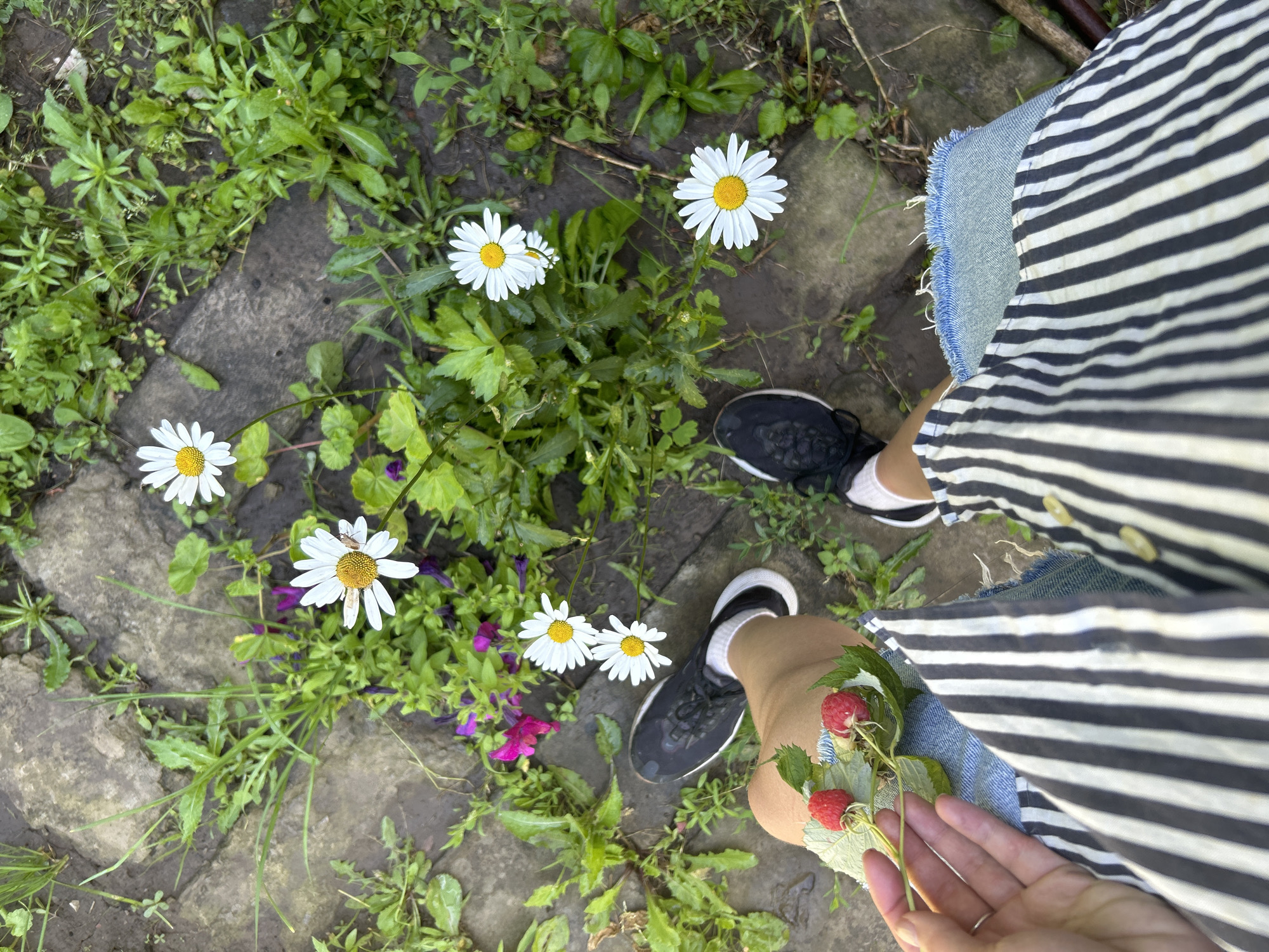 In the village of Zvonarevka, Russia, a person's legs are visible, clad in black and white striped fabric and denim shorts. The person is holding a small branch with two red raspberries and green leaves. They are wearing black sneakers with white socks. The surrounding environment is outdoors, with a stone pathway visible, interspersed with green grass and several white daisies in bloom. The scene appears to be a casual moment in a garden or park setting.