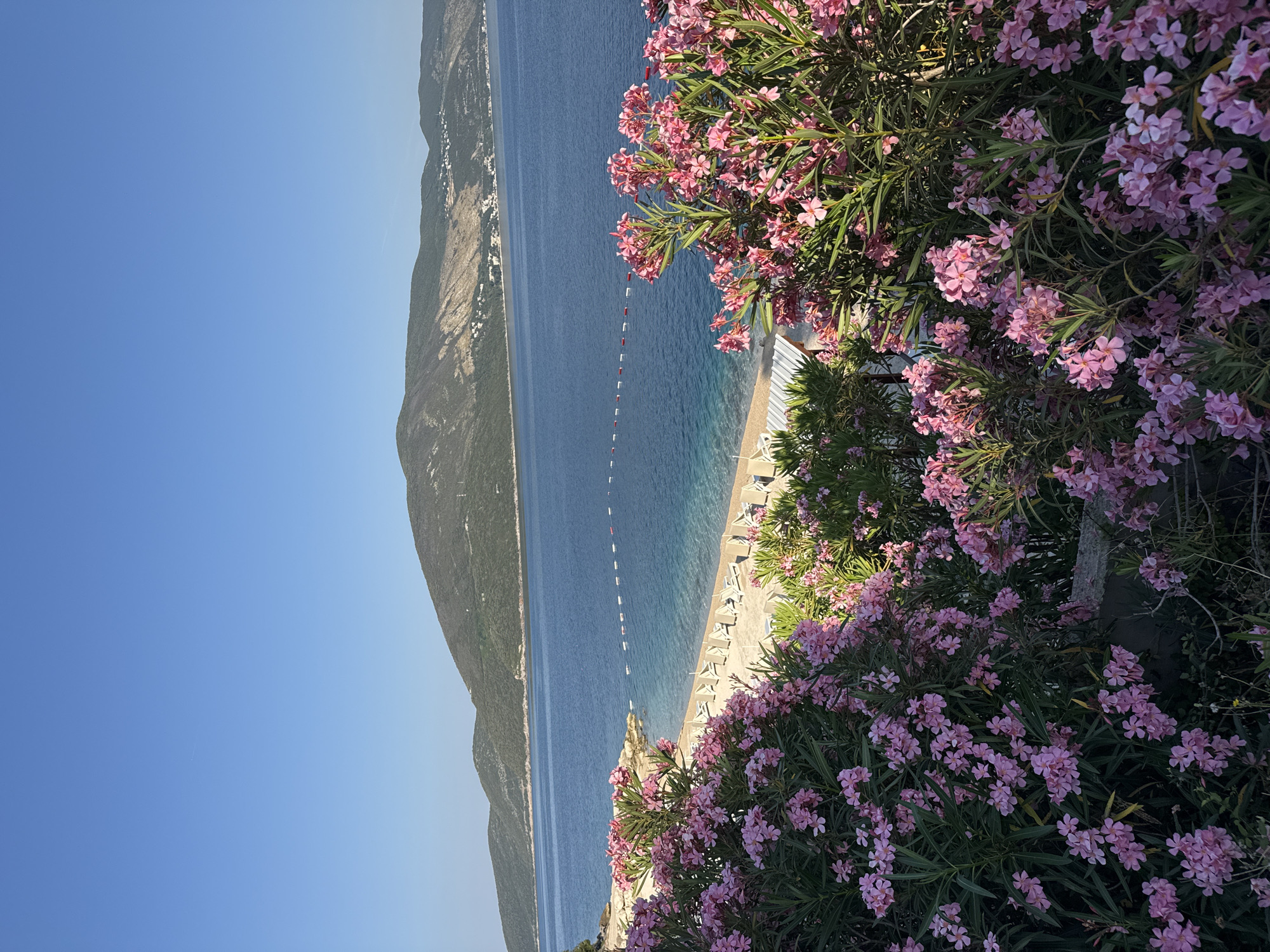 A vertical, eye-level, medium shot captures a sunlit coastal scene. In the foreground, a dense thicket of vibrant pink oleander flowers with dark green foliage dominates the lower half of the frame. Beyond the flowers, a sandy beach stretches out, lined with rows of empty lounge chairs. The calm, deep blue ocean meets the shore, marked by a floating rope barrier. In the distance, a rugged, tree-covered mountain range forms the horizon, meeting a clear, bright blue sky. The overall impression is one of a serene, picturesque beach destination bathed in the warmth of a sunny day.