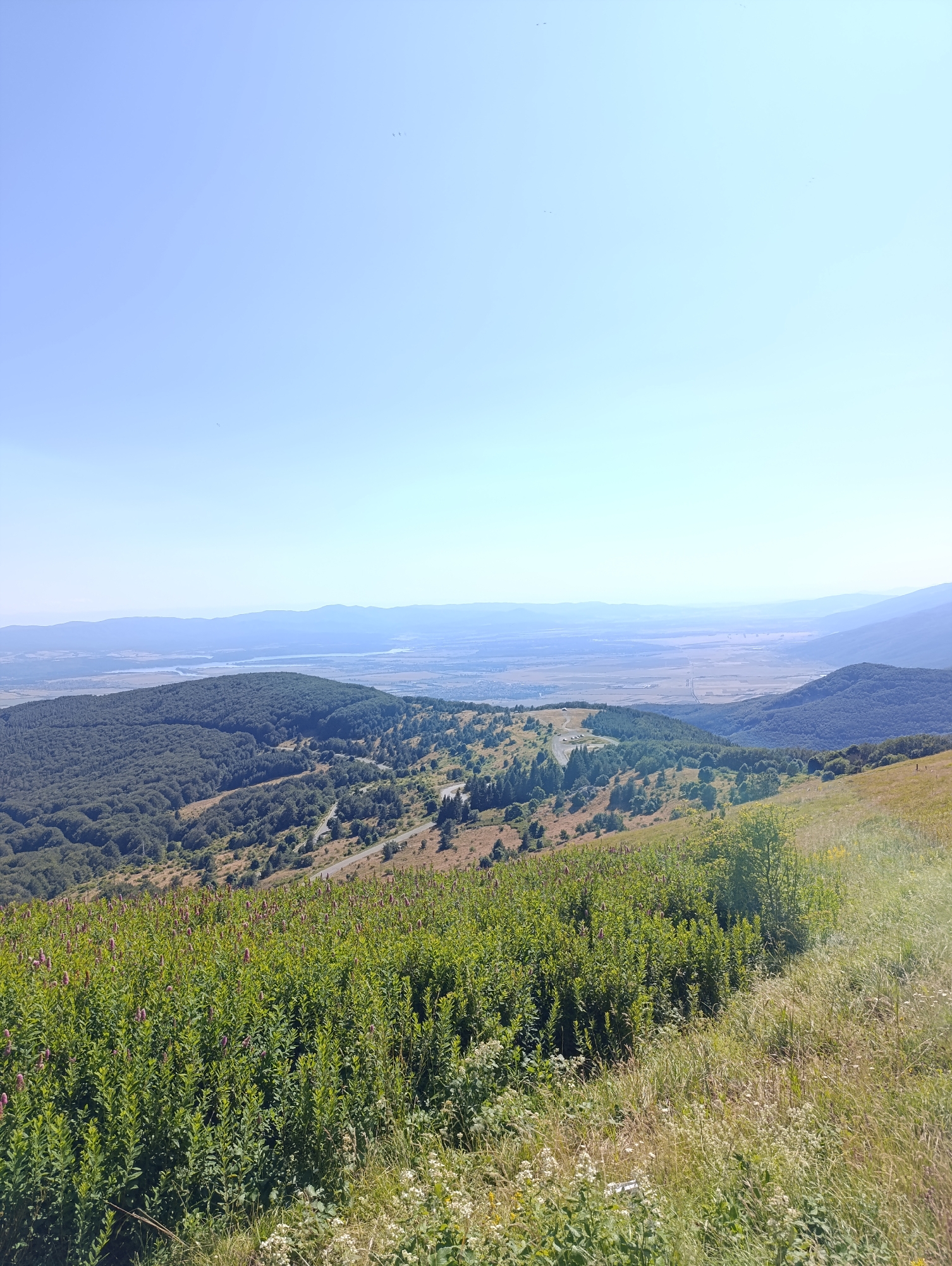 This is a landscape photograph taken from a high vantage point, likely a mountain, in Shipka, Bulgaria. The image captures a sweeping vista of rolling hills and a valley. In the foreground, a lush field of green vegetation with scattered pinkish-purple flowers dominates the lower portion of the frame. This field transitions into a slope covered in dry grasses and a few scattered green bushes.
Further into the scene, a dense forest of dark green trees covers the mid-ground hills. A winding road with several switchbacks is visible cutting through this forested area, with a few small vehicles present on it. Beyond the forest, the landscape opens up to a wide valley, bathed in a hazy, pale blue light. The valley floor appears to be a patchwork of fields and possibly some scattered buildings, with a body of water, likely a lake or reservoir, visible in the distance.
In the far background, a series of layered, muted blue mountain ranges stretch across the horizon. The sky above is a clear, pale blue, with a gradient of lighter blue towards the horizon. A few small dark specks, potentially birds, are visible in the sky. The overall impression is one of a vast, natural landscape under a bright, sunny sky, characteristic of a summer day in the Bulgarian mountains.