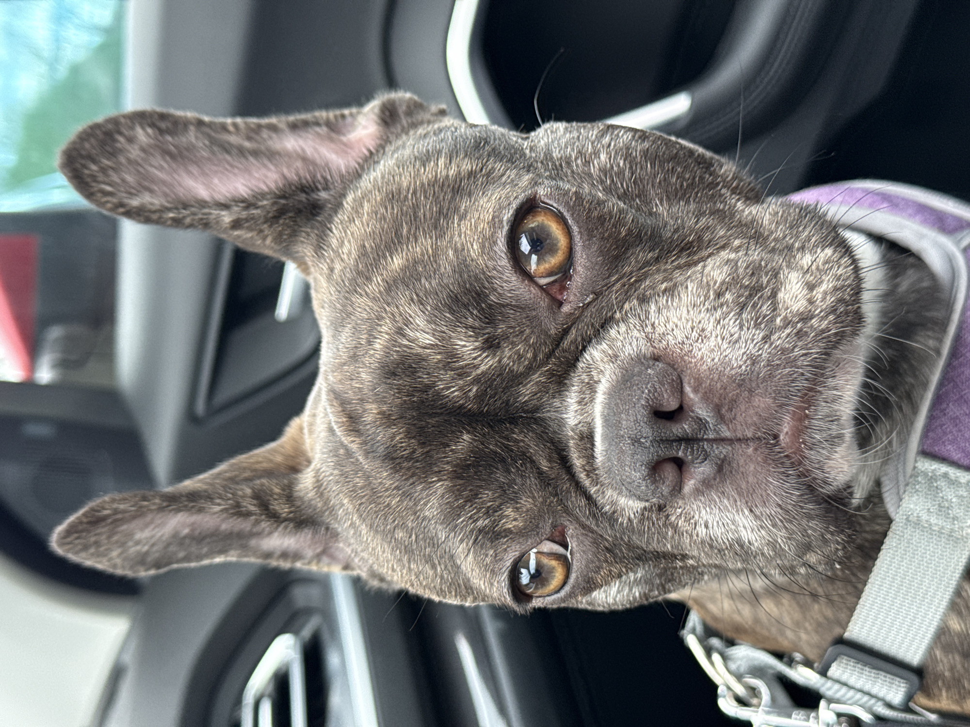 A brindle-colored French Bulldog is visible in the image. The dog is wearing a gray and purple harness, with its head tilted slightly. It appears to be indoors, possibly in a car. The background shows parts of the vehicle's interior. There is no indication in the image that it is located in Pleven, Bulgaria.