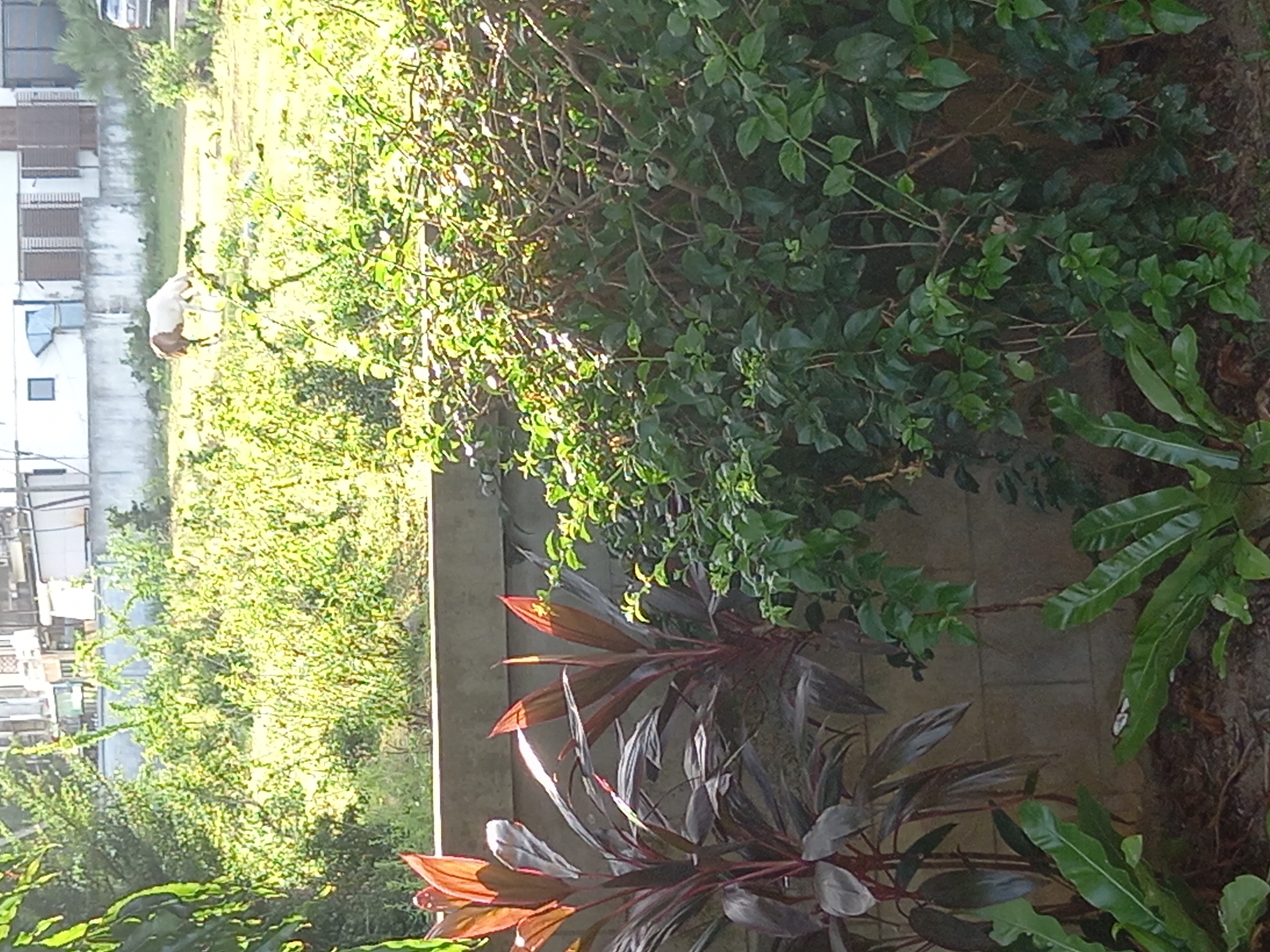 The image captures an outdoor scene with a focus on lush greenery and a building. In the left portion of the image, a multi-story building with balconies and windows is partially visible. The building appears to be white and has a modern architectural style. Adjacent to the building, there is a person, possibly a child or small adult, wearing a light-colored garment, standing in a grassy area. The person is hunched over, appearing to be engaged in an activity that is not clearly discernible.
The majority of the image is dominated by various plants. A dense bush with dark green leaves and branches occupies the central and right sections. In the foreground, there are plants with striking reddish-purple leaves, some of which are brightly lit by the sun. Other leafy plants with broader, textured leaves are also present. The foliage suggests a tropical or sub-tropical environment, consistent with the Baan Mae Nam, Thailand location.
Sunlight filters through the leaves, creating dappled light and shadow patterns on the ground and plants, indicating it is likely daytime, possibly late afternoon due to the warm tones in the foliage. The overall impression is one of a vibrant, natural setting with man-made structures integrated into the landscape. There is no visible text in the image.