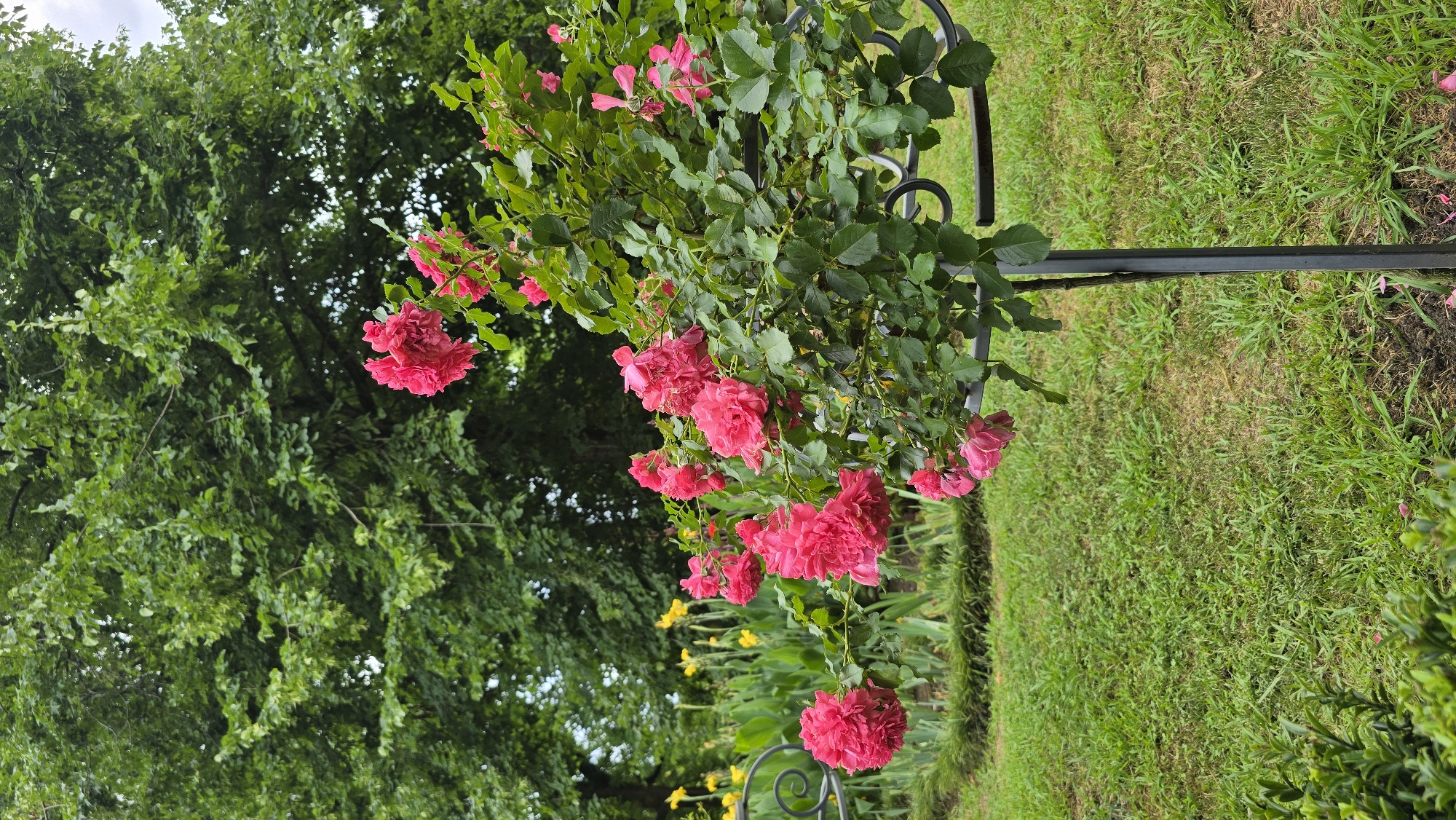 This is a vertical, eye-level, full-shot photograph taken outdoors in Sirius, Russia. The focus is on a vibrant pink rose bush in the foreground, supported by a dark metal stand. The bush has numerous blooms and green leaves, some of which are wilting. Behind the rose bush, a bed of yellow flowers, possibly lilies, is visible. The background is dominated by a large, lush green tree canopy, suggesting a park or garden setting. The ground is covered in green grass, with some patches of dry earth. The lighting suggests an overcast day. There are no people or animals in the frame.