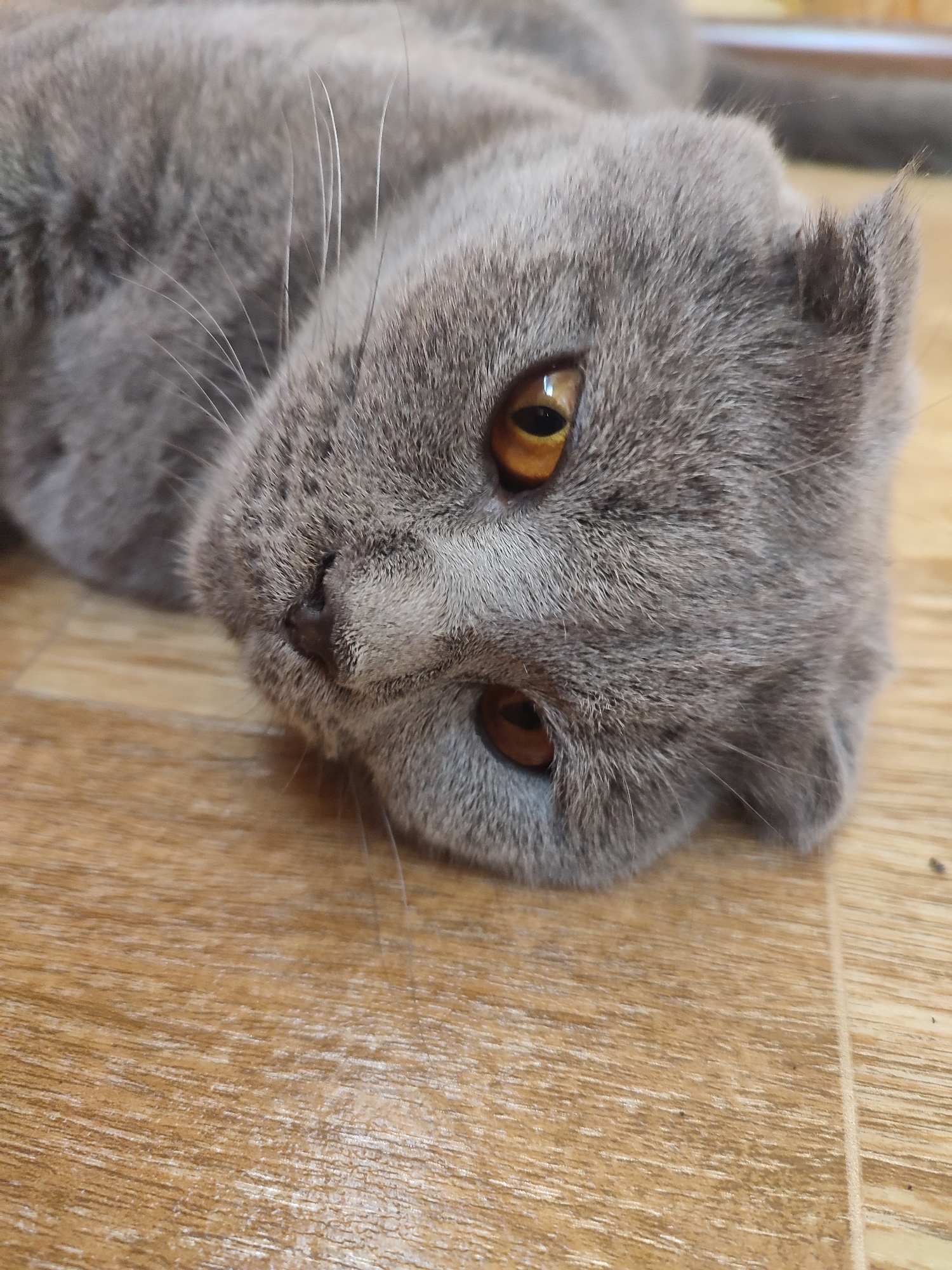A close-up, eye-level shot shows the head of a grey British Shorthair cat lying on a wooden floor. The cat's head is tilted to the right, with its left eye more visible. The cat has large, round, amber-colored eyes and prominent white whiskers. The fur is short and dense, with a soft grey coloration. The wooden floor is light brown with visible grain patterns. The background is out of focus and appears to be a light-colored surface, possibly a wall or furniture. There are no people or other animals in the image. The image appears to have been taken indoors.