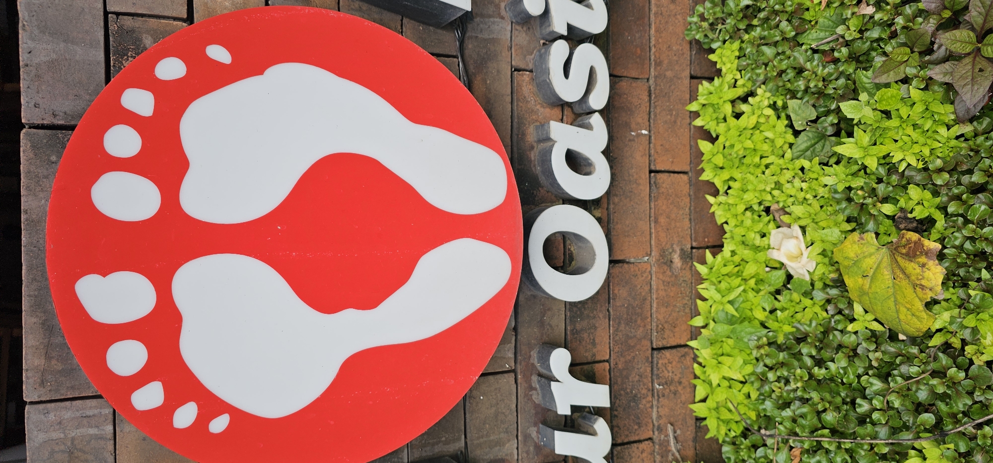 This image captures a sign for "Oasis," with a distinctive logo featuring two white footprints on a red circular background. The sign is situated in Ubud District, Indonesia. The letters of "Oasis" are three-dimensional and appear to be made of a grey material. The sign is mounted on a brick surface. Adjacent to the sign, there is lush green vegetation. A single, withered leaf and a white flower are visible among the greenery, suggesting the natural environment of the area. The scene is well-lit, indicating daytime conditions.