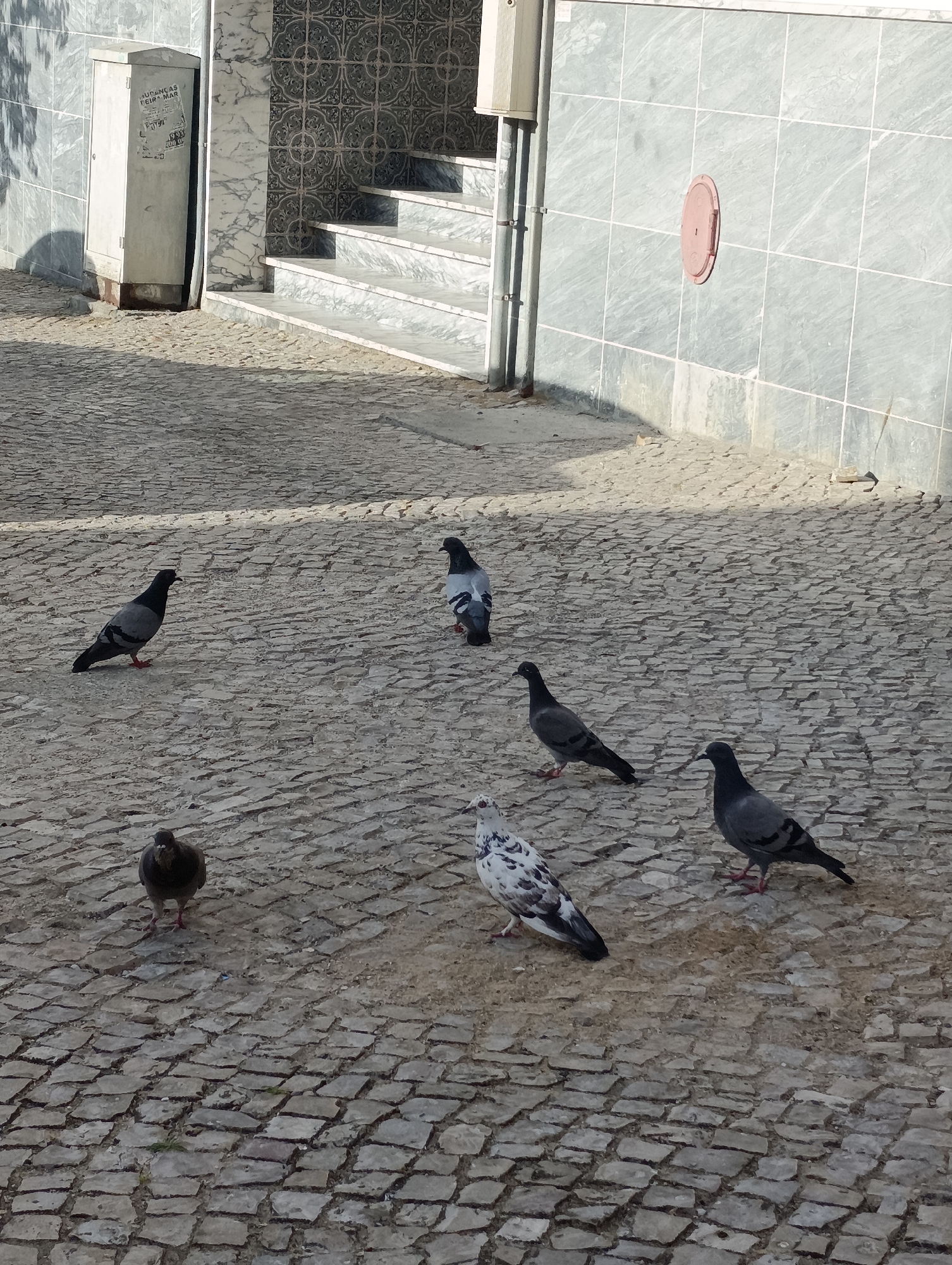 A flock of pigeons are gathered on a cobblestone street in front of a building with a tiled facade and marble steps. A white utility box is mounted on the left side of the building. The pigeons are in various poses, some standing, some pecking at the ground. The scene is lit by sunlight, casting shadows on the street. The image appears to be taken in an outdoor urban environment.