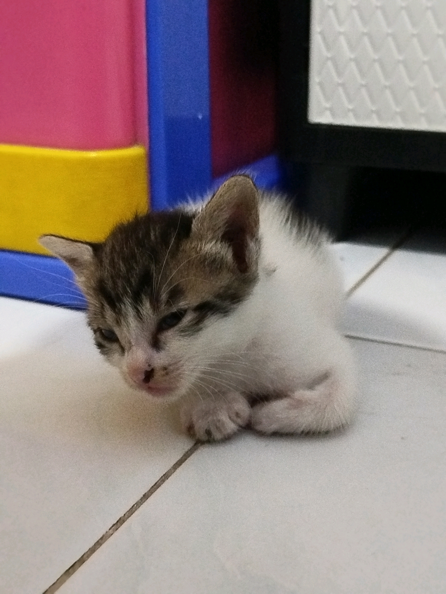 A very young kitten, primarily white with brown tabby markings on its head and back, is curled up on a white tiled floor. The kitten's eyes are partially closed, and its pink nose has a dark speck. In the background, there are brightly colored plastic objects: a pink rectangular shape, a yellow horizontal rectangular shape, and a blue vertical rectangular shape. To the right, a white surface with a diamond pattern is visible, which appears to be part of a cabinet or furniture. The lighting suggests an indoor environment. The location of this scene in Depok, Indonesia, is not directly evident from the image itself but is provided as context.