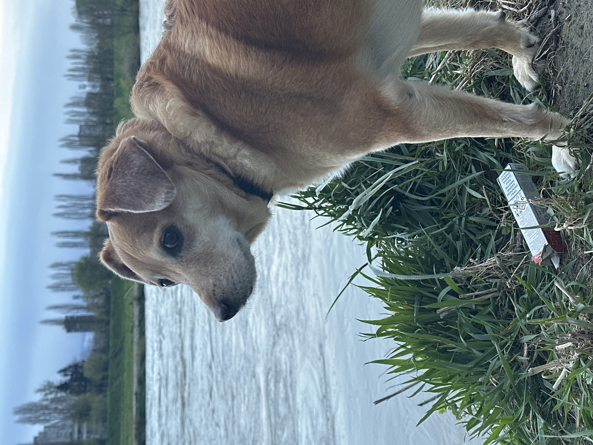 A light brown, short-haired dog with floppy ears and a black collar stands on a dirt and grass riverbank, facing left with its head turned slightly towards the viewer. Its gaze is directed leftward, away from the camera. An open, discarded white and red vape product package, featuring Croatian warning text and safety symbols, lies on the ground to the dog's right, partially obscured by grass. A wide, rippling river occupies the midground. The background reveals a distant green bank lined with tall, slender, leafless deciduous trees, behind which multiple urban buildings, including multi-story residential or office blocks and a taller high-rise structure, are visible under an overcast sky. The scene is located along the Sava River in the City of Zagreb, Croatia.