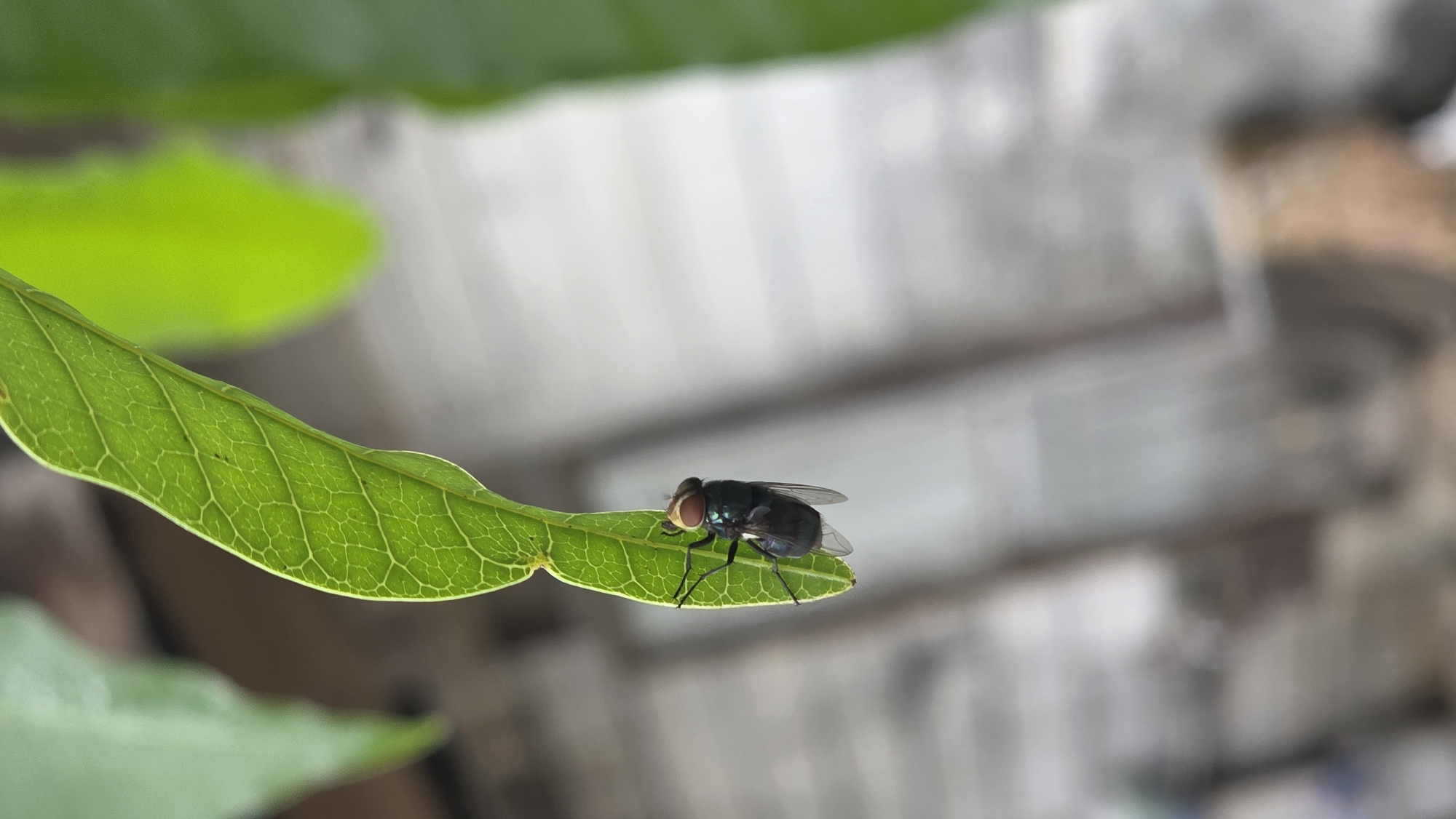 A fly is perched on a green leaf. The background is blurry, revealing a gray structure. The location is Lhokseumawe, Indonesia.