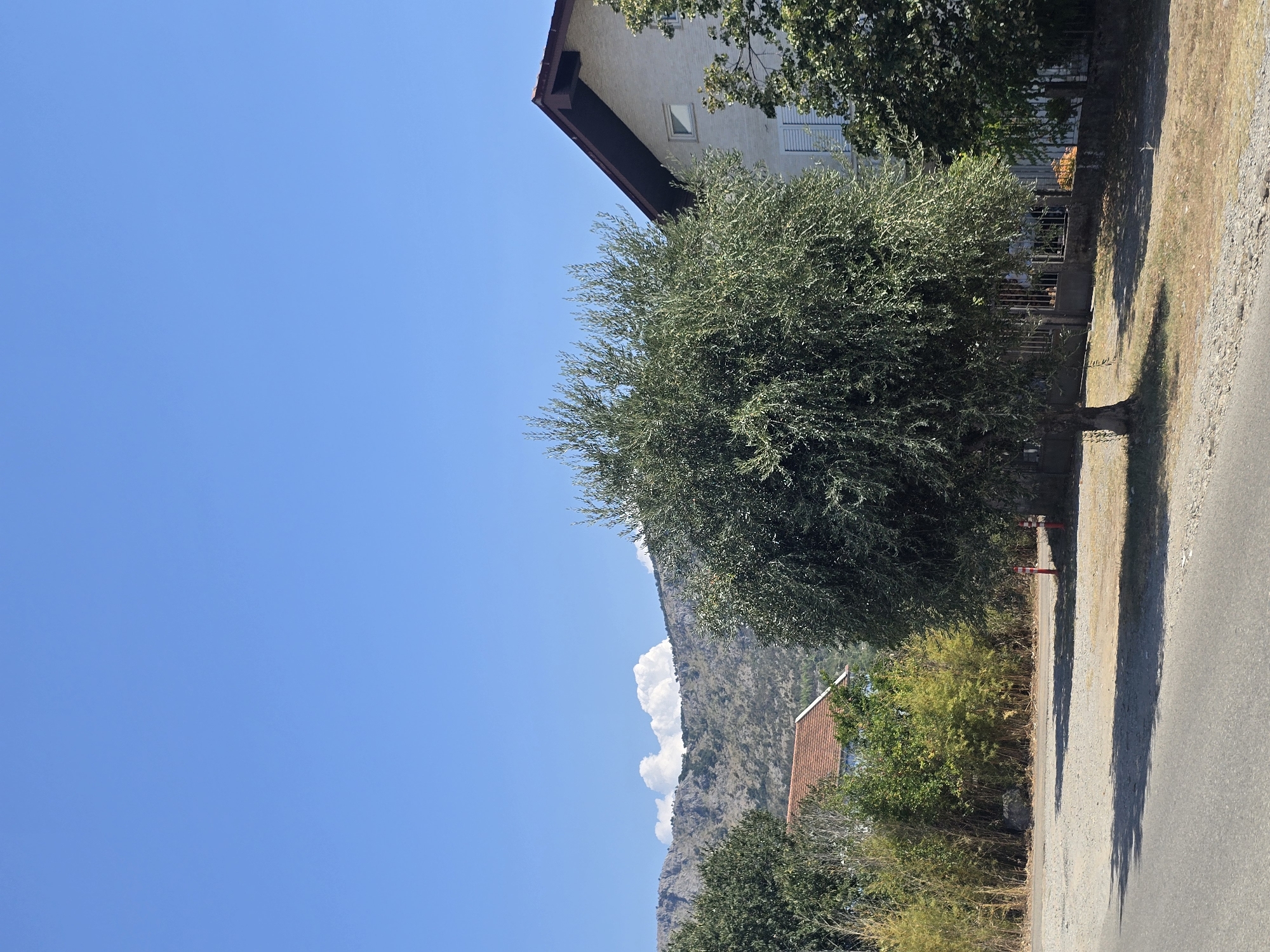 The image depicts a sunny day in a residential area, likely in or near Podgorica, Montenegro, characterized by a clear blue sky. In the foreground, a paved road transitions to a gravel area where a mature olive tree stands prominently in the center. Behind the tree, a two-story building with a light-colored facade, a dark brown roof, and white shutters is partially visible. The building's architecture suggests a modern residential style. Further in the background, a dense line of green and yellow foliage, possibly bamboo, runs horizontally. Beyond the foliage, a red-tiled roof of another structure is peeking through. The landscape rises into a mountainous terrain, with rugged, rocky slopes and sparse vegetation. Two white, puffy clouds are positioned above the mountains. The scene is serene and suggests a warm climate.