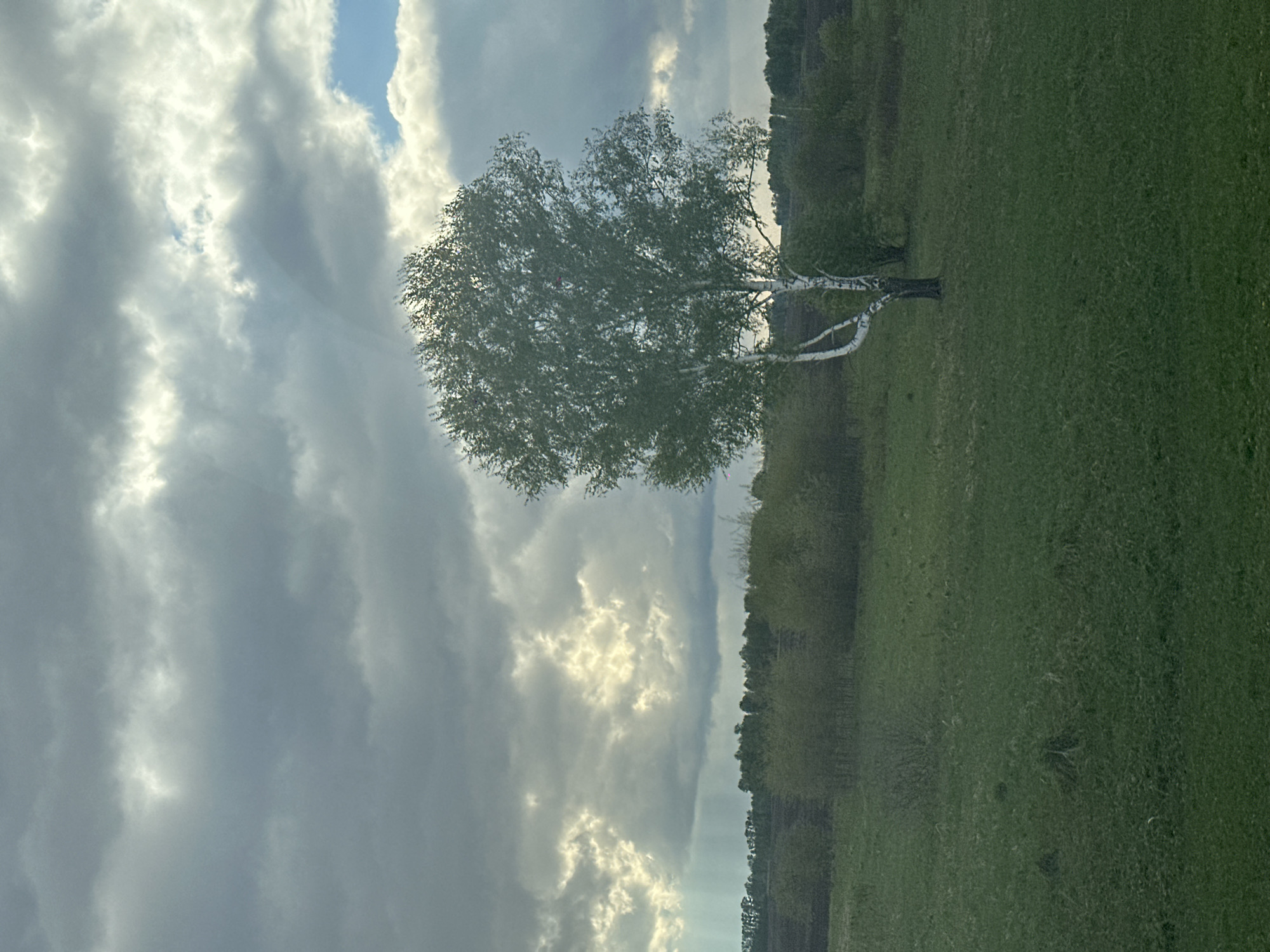 A birch tree stands prominently in a green field, contrasting against a dramatic sky filled with grey clouds and sun rays. The field extends to a line of trees in the background. The location in the city of Yuzhnyi, Russia, is unknown.
