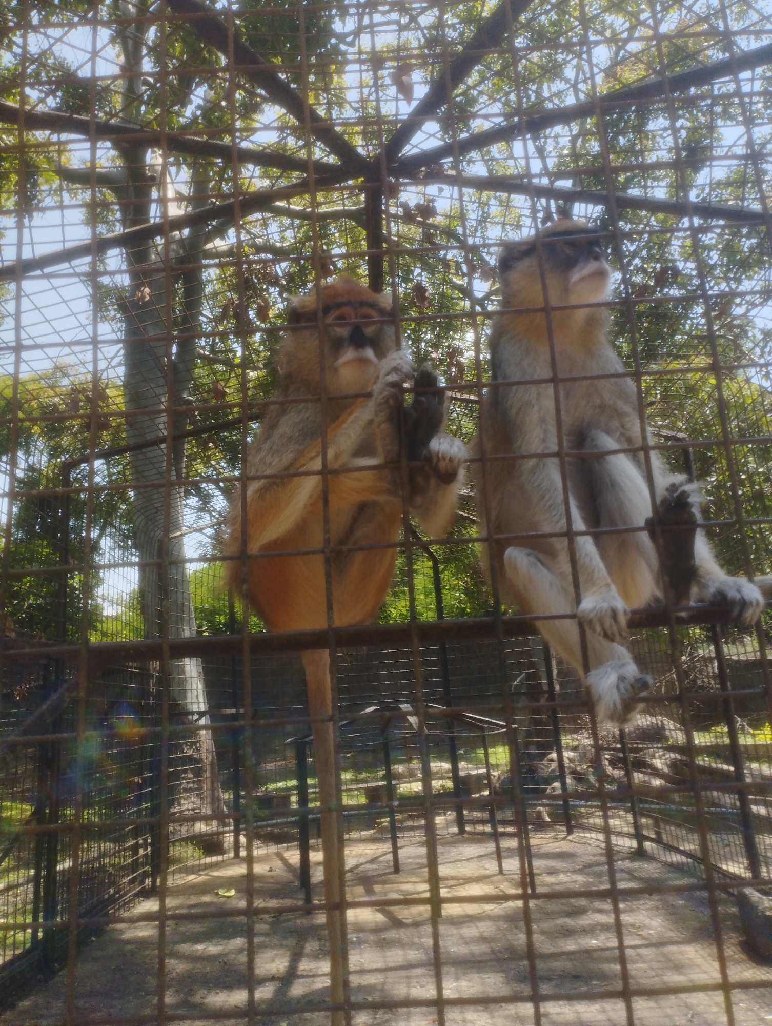 The image shows two monkeys in an outdoor enclosure. The enclosure is made of metal bars, creating a cage-like structure. One monkey, on the left, is light brown with darker markings on its face and appears to be sitting or hanging. It is looking towards the camera with its mouth slightly open. The other monkey, on the right, is a lighter greyish-brown color and is also sitting on a branch or perch within the enclosure. It is looking upwards and to the right. Both monkeys have long limbs and tails, typical of monkeys.
The background shows trees with green foliage and a bright blue sky, suggesting it is daytime with clear weather. The presence of trees and the general appearance of the enclosure indicate it is likely an animal sanctuary, zoo, or a similar captive environment. The ground inside the enclosure appears to be dirt or sand. The overall lighting suggests the sun is out, casting shadows. No text is visible in the image. The scene is located in Jos, Nigeria.