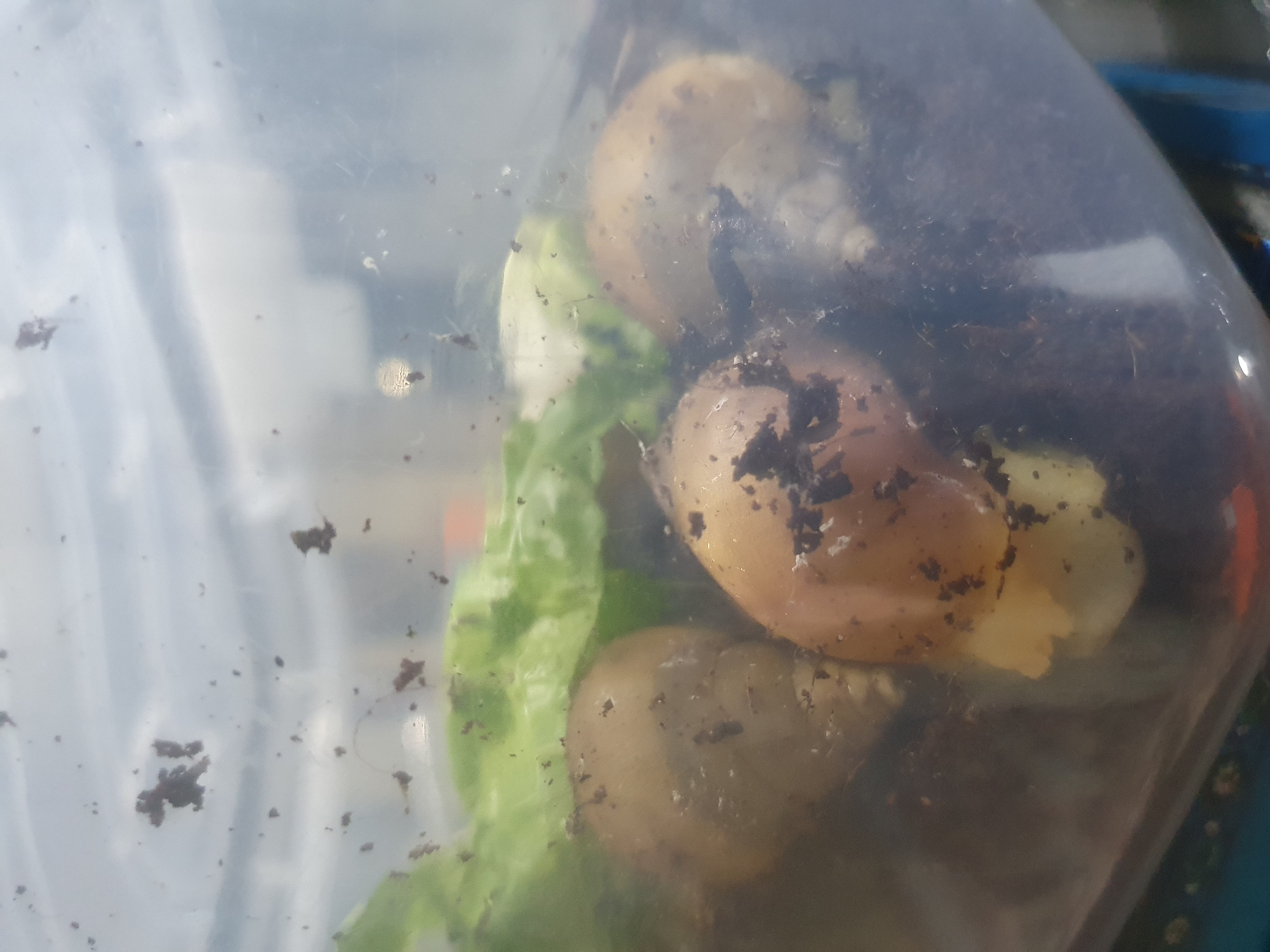 The image shows three snails inside a clear plastic container filled with dark soil and some green leafy material. The snails have light-colored shells with some dirt on them. The container is slightly smudged, and there are small specks of dirt on the inside surface of the container, likely from the snails. The background is blurred, showing a mix of light and dark gray tones, suggesting an indoor environment with diffused lighting, possibly near a window. There is no indication of the location being in Shiraz, Iran, or any other specific city.