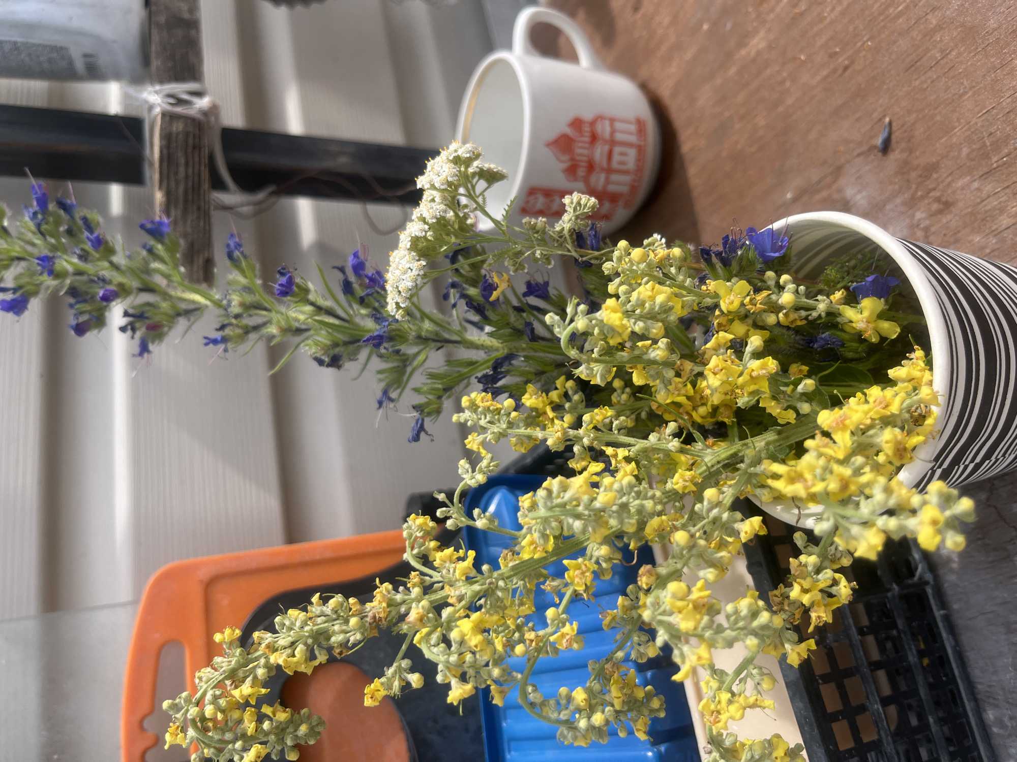 A close-up, eye-level shot captures a bouquet of wildflowers in a black and white striped paper cup. The bouquet features clusters of small yellow flowers, interspersed with taller stalks of blue and purple blossoms. A delicate sprig of white yarrow also features prominently. To the right, a white porcelain cup with a red graphic of a domed building sits on a wooden surface. In the background, an orange plastic object and a blue plastic container are visible against a beige, horizontally-paneled wall. The scene is outdoors on a sunny day, with the wooden surface suggesting a table or deck. There are no people visible in the image. The location is not specified, but if it were Voronezh, Russia, it would be a common scene in a garden or park during the blooming season.