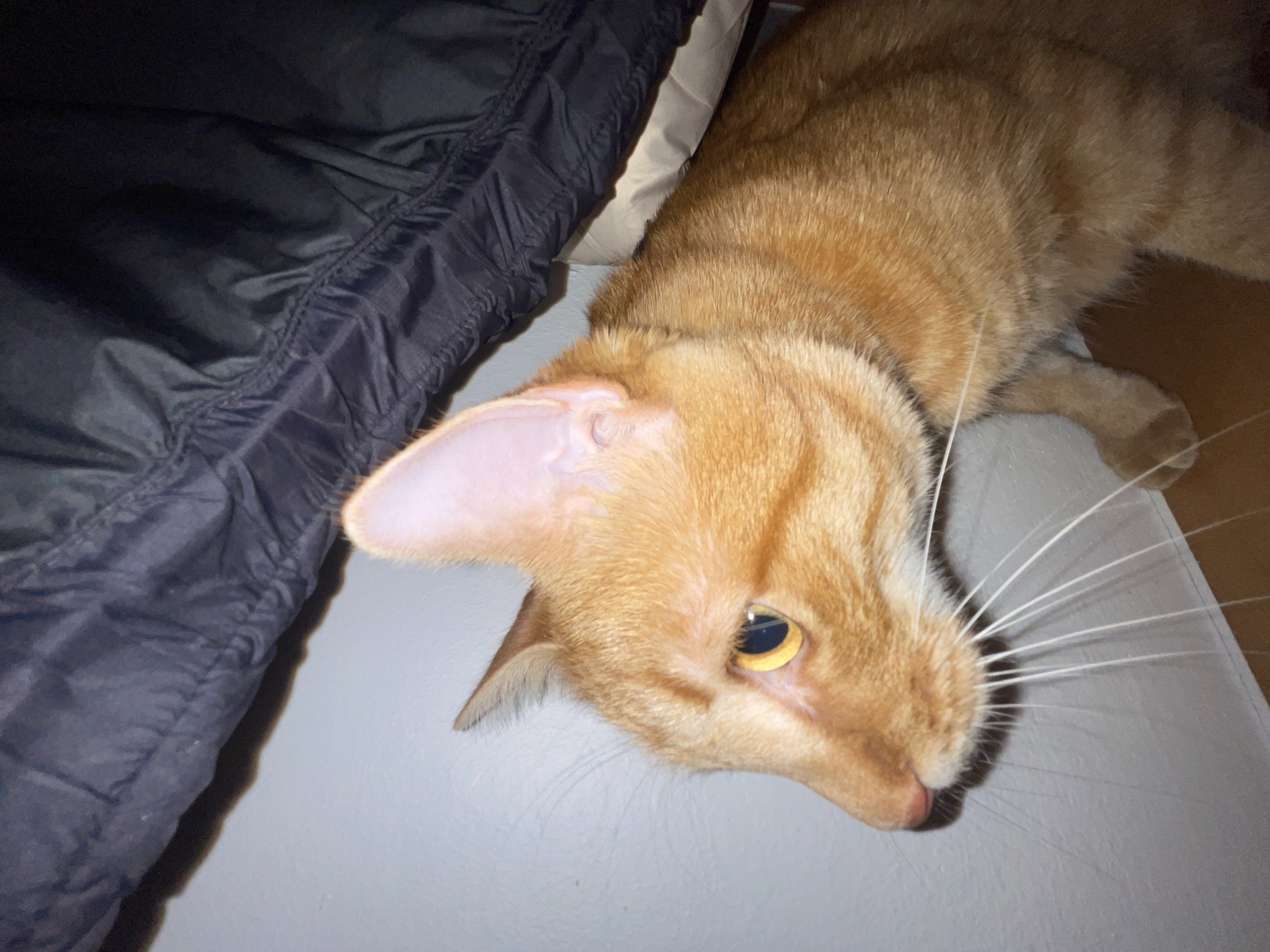 An orange tabby cat is lying on a light grey surface. To the left of the cat is a black, possibly nylon, material folded over a white object. The cat is resting its head near the edge of the surface. The location is unknown.