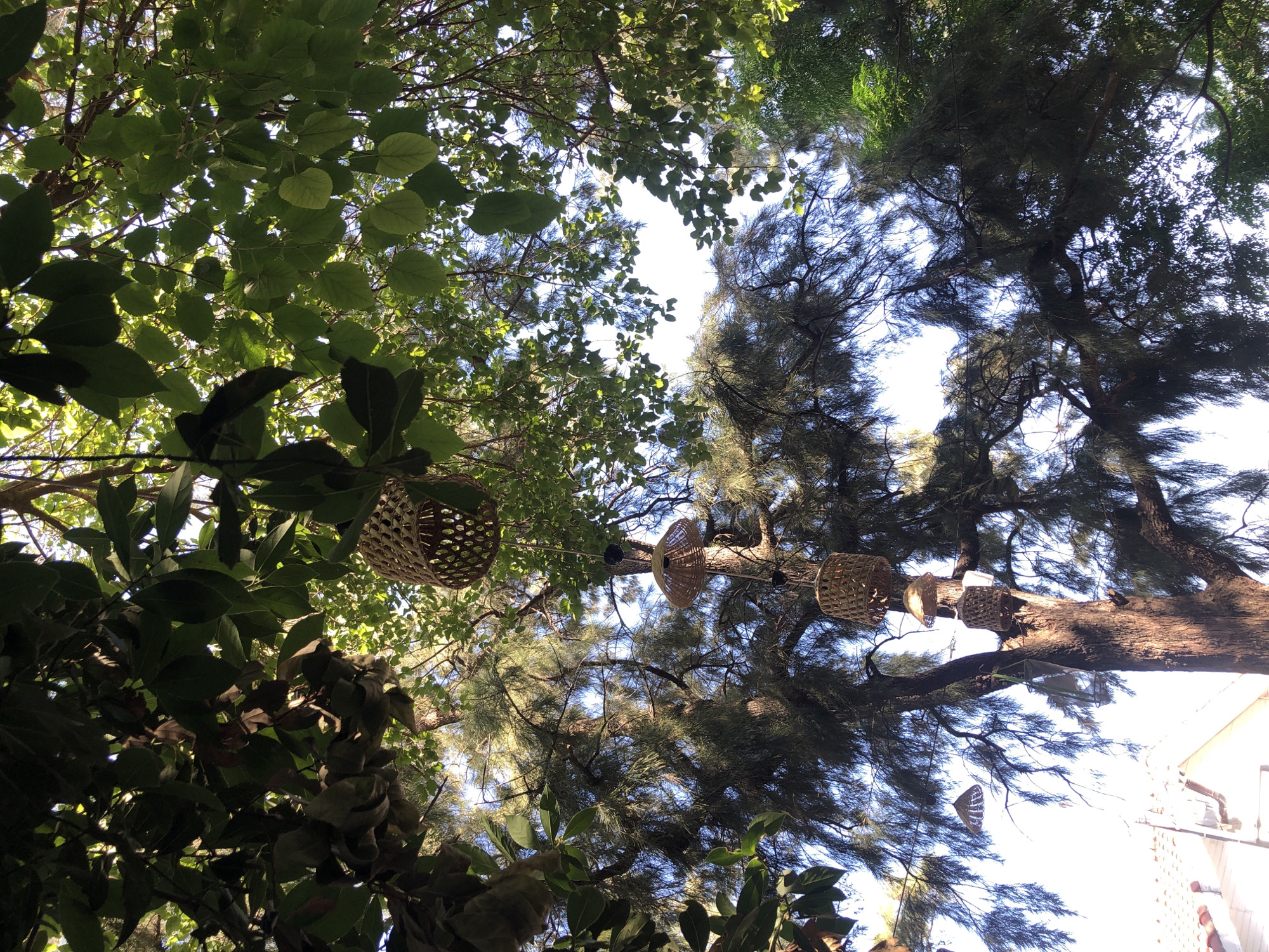 This image, taken in Karaburun, Turkey, showcases a view looking upwards through the canopy of trees. Dominating the scene are lush green leaves and the intricate branches of what appears to be a pine tree, interspersed with another type of tree with broader leaves. Several woven, basket-like light fixtures are suspended from the branches, adding a decorative element to the natural environment. The sky is visible through the foliage, with areas of bright sunlight suggesting it is daytime. In the lower left portion of the image, a hint of a white building with a tiled roof can be seen, indicating the proximity of human habitation. The overall impression is one of a serene outdoor setting, likely a garden or a natural area near a building in Karaburun.