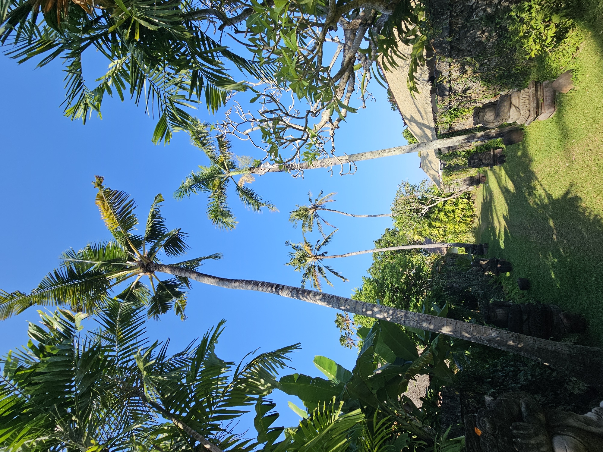 The image depicts a pathway in Denpasar, Indonesia, lined with stone statues and lush tropical vegetation. Tall palm trees dominate the scene, with their fronds reaching towards a clear blue sky. The pathway is covered in green grass, and on either side, there are stone walls adorned with vines. Several stone statues are placed along the pathway, appearing to be weathered and ancient. In the background, traditional Balinese-style buildings with thatched roofs are visible, nestled amongst the greenery. The lighting suggests it is daytime, with sunlight casting shadows on the grass and statues. The overall atmosphere is serene and tropical.
