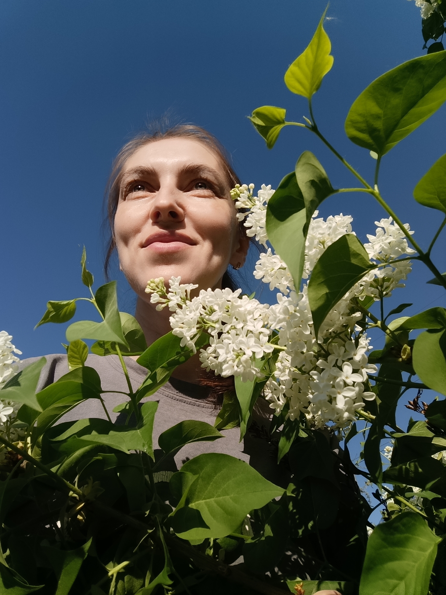 A low-angle shot features a woman standing amidst white lilac bushes against a clear, blue sky. The woman, fair-skinned with brown hair pulled back, looks upward with a slight smile. She is wearing a grey t-shirt. The lilac bushes surround her, with green leaves and clusters of white flowers filling the frame. The photo appears to be taken in bright daylight. No specific location details indicate Chaikovsky, Russia, and the picture lacks context for such identification.