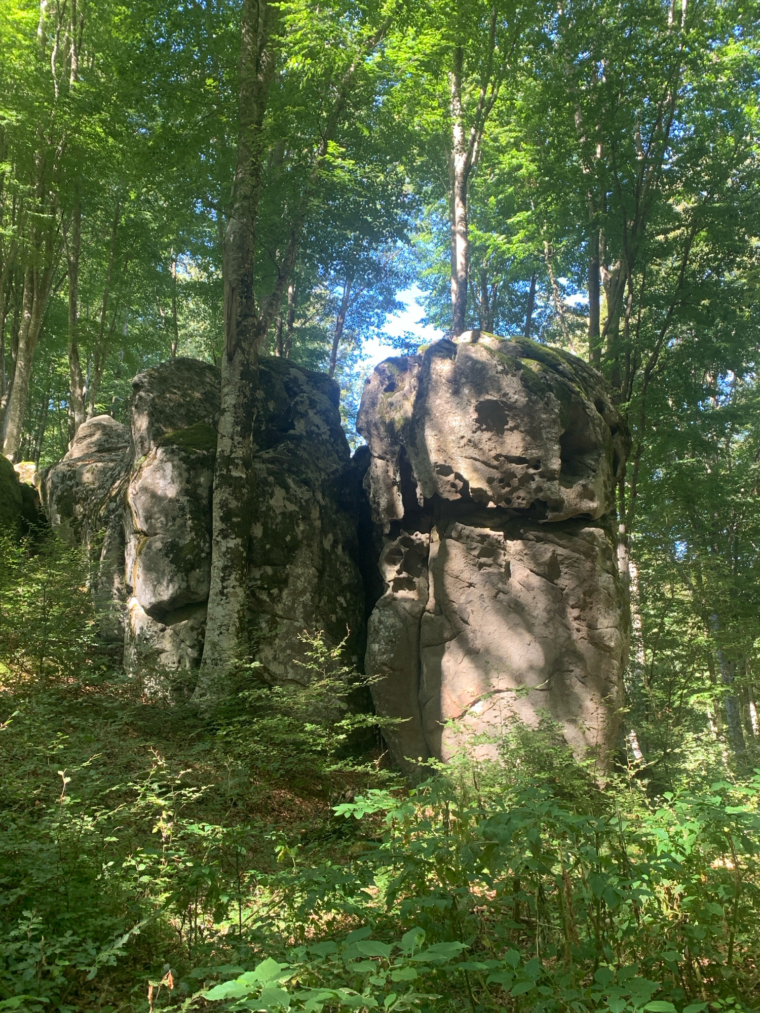 The image depicts a sun-dappled forest scene dominated by two large, moss-covered rock formations in the foreground. The rocks are weathered and appear ancient, with visible cracks and textures. They are positioned close together, creating a narrow gap between them. Dense green foliage, including trees with tall trunks and lush canopies, surrounds the rocks, with sunlight filtering through the leaves, casting shadows on the ground and the rock surfaces. The ground is covered with smaller plants and undergrowth. The scene suggests a natural, undisturbed environment. The image is specifically located in Seggiano, Italy, within a wooded area characterized by these prominent rock formations. There are no people or animals visible in the image.