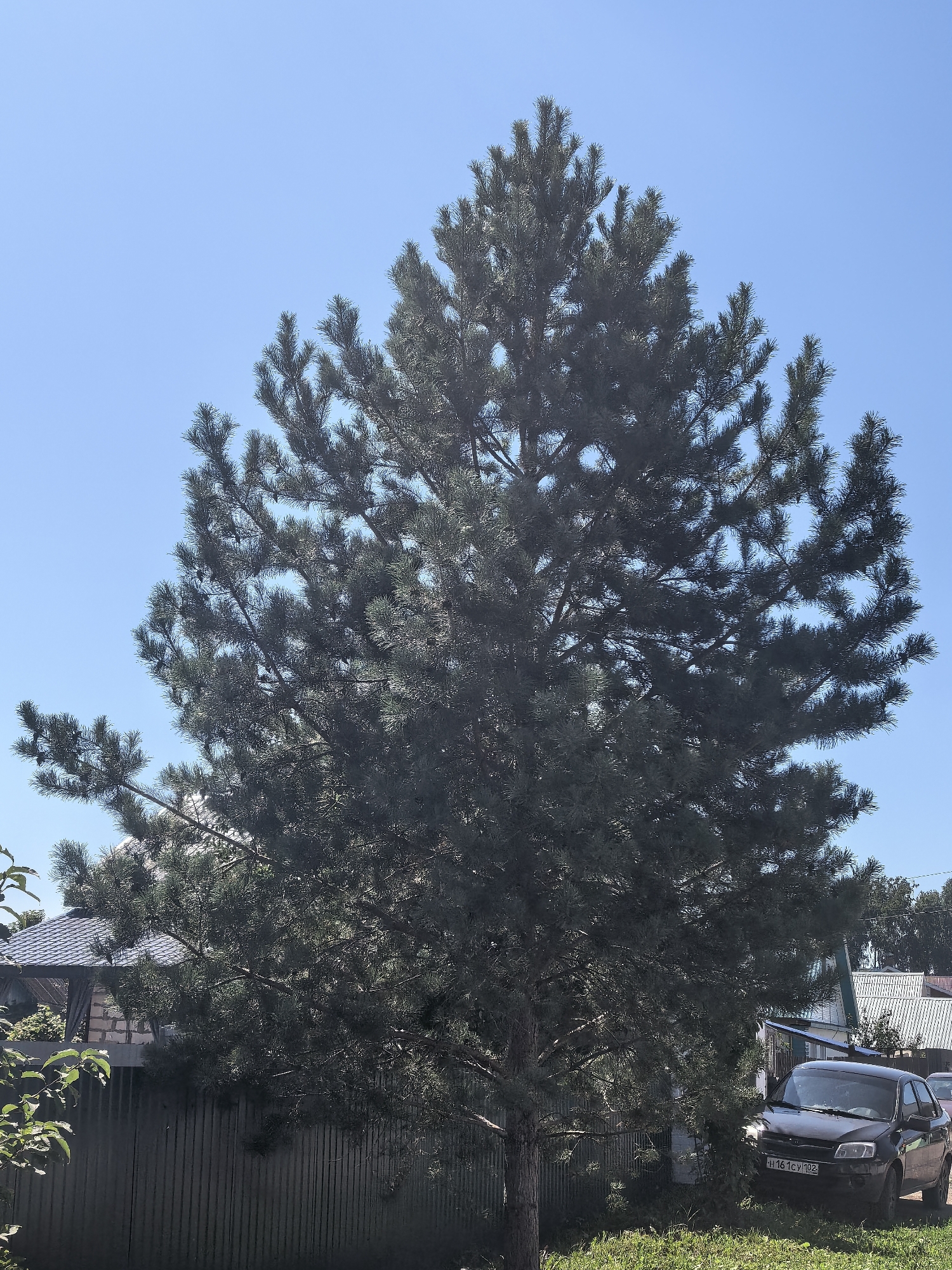 In Sterlitamak, Russia, a tall pine tree dominates the foreground of the image, its branches reaching towards a clear blue sky. Behind the tree, a wooden fence runs horizontally across the scene, separating the yard from what appears to be a residential area. On the other side of the fence, a dark-colored car is parked, its license plate reading "H 161CY 102". Further in the background, glimpses of houses with pitched roofs can be seen, suggesting a suburban or semi-rural setting. The overall impression is a peaceful, sunlit day in a Russian town.