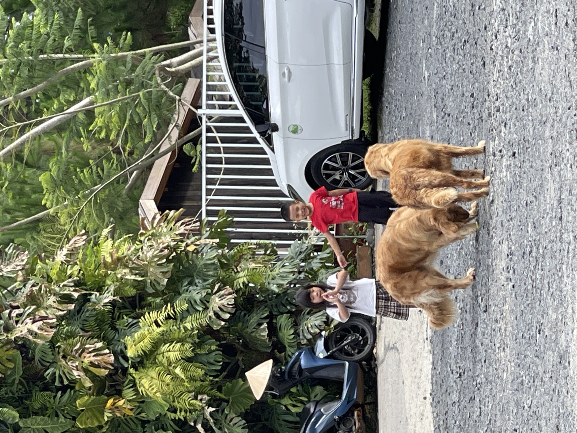 The image captures a street scene in Thôn 5, Vietnam, featuring two children and two golden retrievers. A boy in a red shirt and black pants stands near a white car and one of the dogs. A girl in a white t-shirt and plaid shorts is also present, interacting with the second dog. A blue motorcycle is parked nearby, and a traditional Vietnamese conical hat is visible on the motorcycle. Lush greenery surrounds the area, including tropical plants and trees. The ground appears to be paved with asphalt.