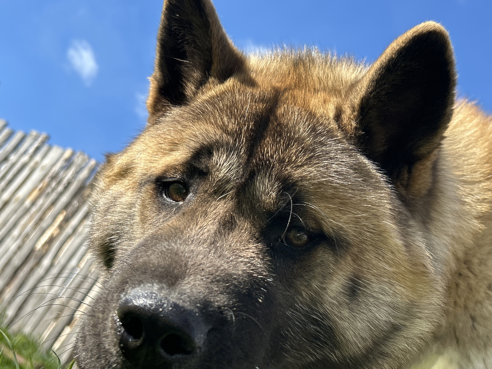 A close-up photograph shows the face of an Akita dog. The dog has a dark nose, brown eyes, and fur that is a mix of brown and tan. The dog is looking slightly down. In the background, there is a blue sky with a few small clouds and a wooden fence. The location is not discernible as Rusalevka, Russia from this image alone.