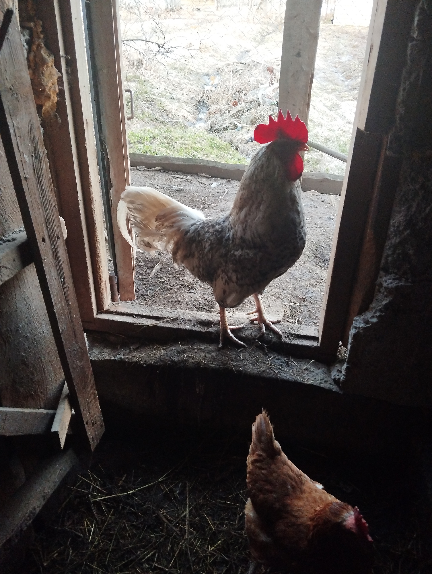 A rooster with a red comb and gray and white speckled plumage stands on a windowsill, looking toward the left of the frame. A hen with brown feathers stands in the dark foreground. The windowsill is part of a weathered wooden frame. Beyond the windowsill, vegetation and what may be a fence are visible. A ladder is visible on the left of the frame. The location is likely rural, as suggested by the presence of livestock and the natural environment. The city of Krasnogorskoye, Russia, cannot be confirmed from the image.