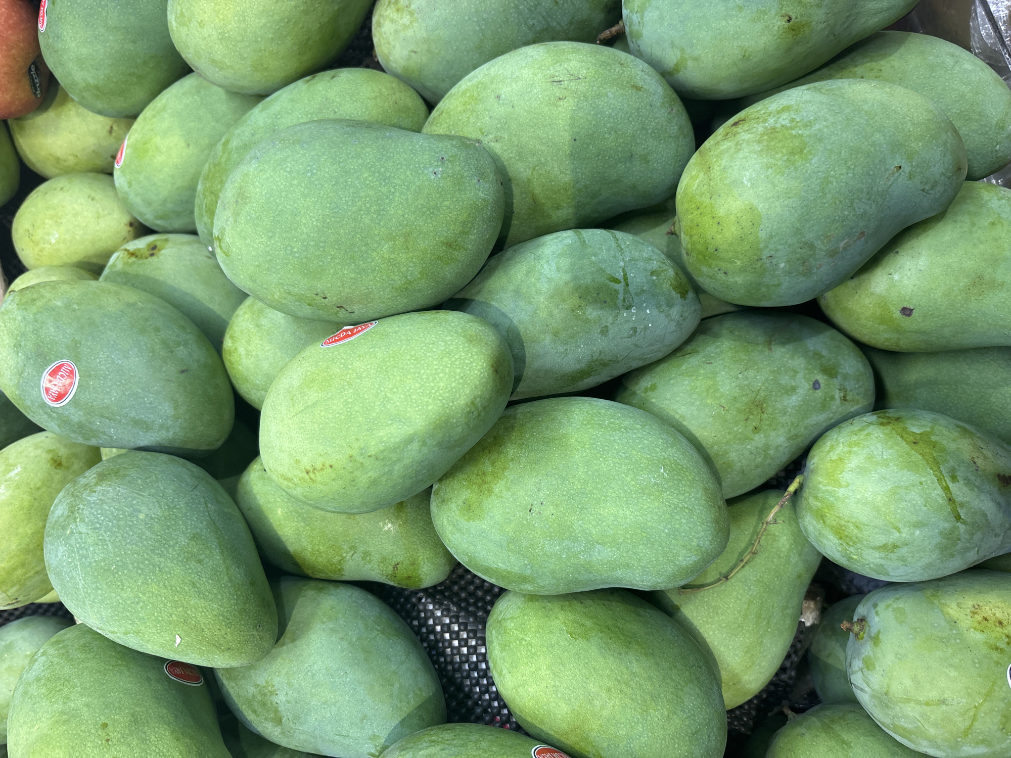 A close-up, overhead shot shows a pile of ripe, green mangoes. The mangoes have a smooth skin with a slight sheen and some have small brown spots. They are arranged in a dense cluster, with the stems of some visible. There are some red stickers on a few of the mangoes, one of which reads "NICOGAYO." The background appears to be a black textured surface, likely a display rack in a market. The lighting is bright and even, suggesting an indoor setting. The image is sharp and in focus, capturing the detail of the fruit. The location is not specified in the image itself.