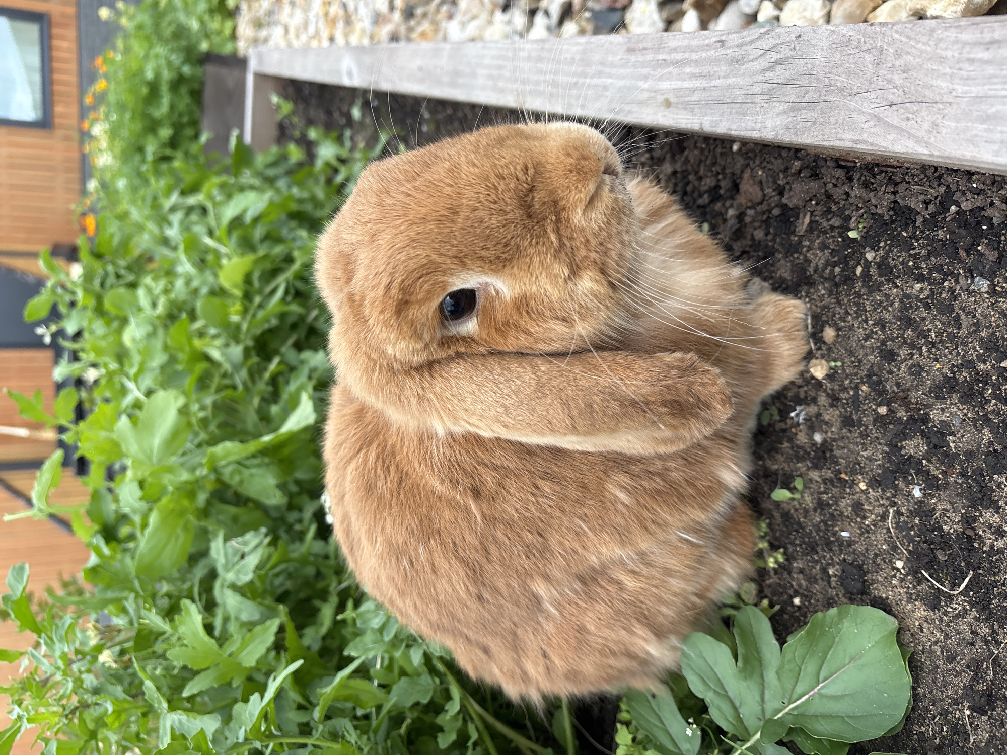 A medium shot captures a fluffy, ginger lop-eared rabbit sitting in dark soil within a raised garden bed. The rabbit faces the right, its left eye visible, dark and round. Its long, floppy ears rest on either side of its head. The background is filled with lush green foliage, with hints of orange and yellow flowers blurred in the distance. A wooden border runs along the right side of the frame, separating the garden bed from a path covered in small, light-colored pebbles. The scene appears to be outdoors, with natural lighting. The image does not depict any recognizable landmarks or specific features that would definitively place it in Zvenigorod, Russia.