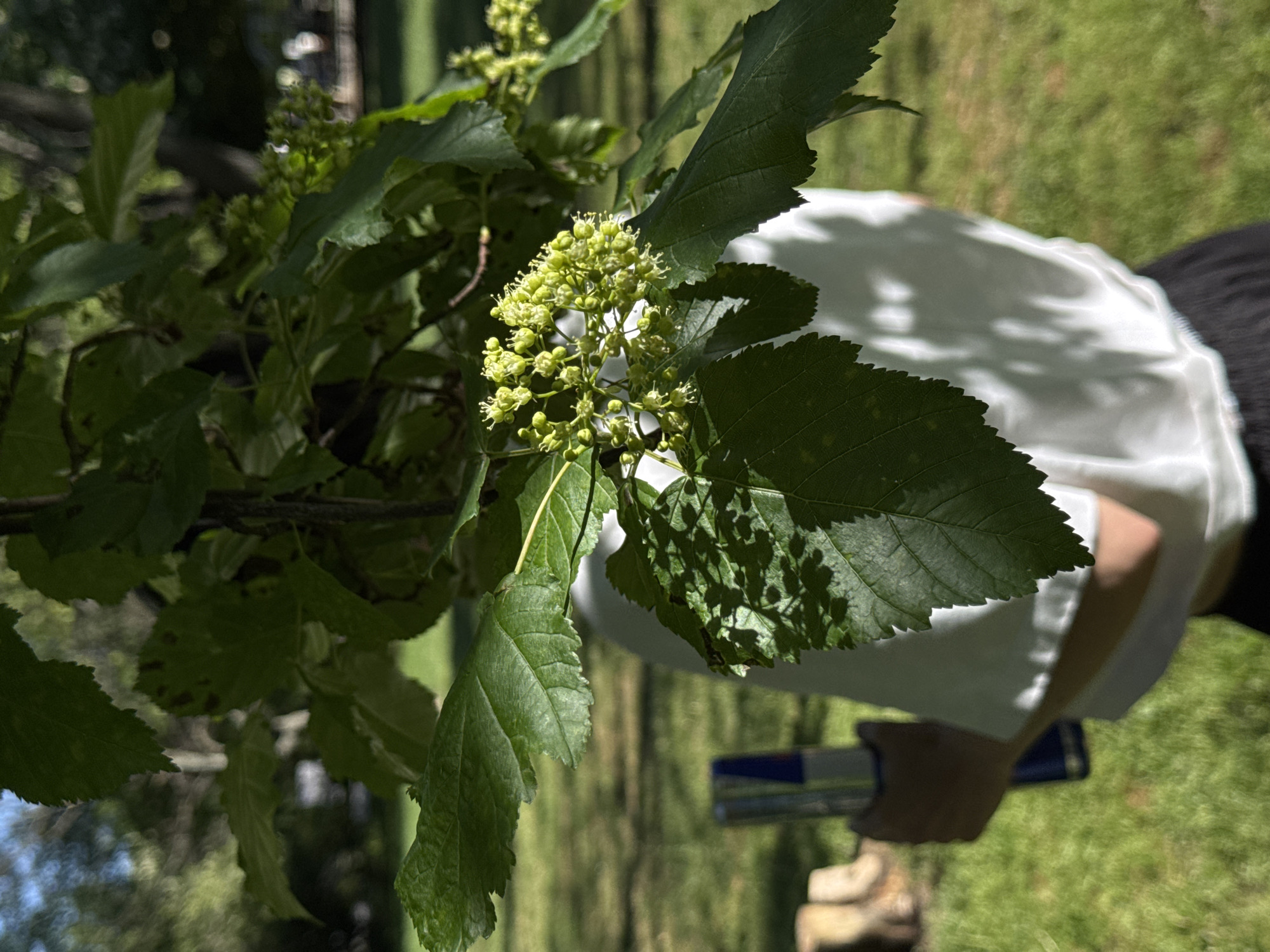 The image depicts a close-up of a tree branch with green leaves and clusters of small, light green flowers or buds. The tree is positioned in front of a person wearing a white shirt and dark pants, with their hand holding a blue and silver object. The background consists of green grass and trees, suggesting a park or garden setting. While the location cannot be definitively identified, the information provided indicates that it is in Sofia, Bulgaria.