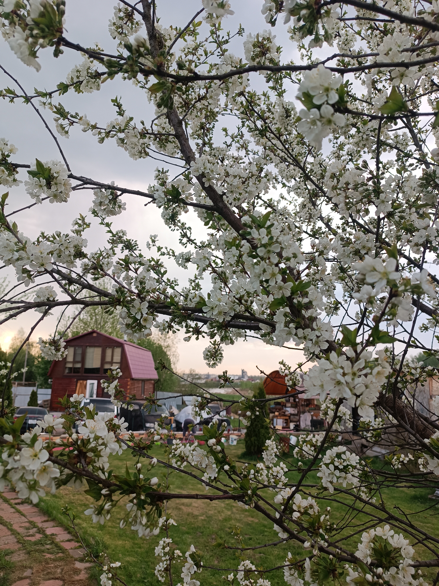 The image depicts a flowering tree in Motyakovo, Russia. The tree is heavily laden with white blossoms and is in the foreground, partially obscuring the background. In the background, there is a red-roofed house, vehicles, and general yard clutter. The sky is overcast.