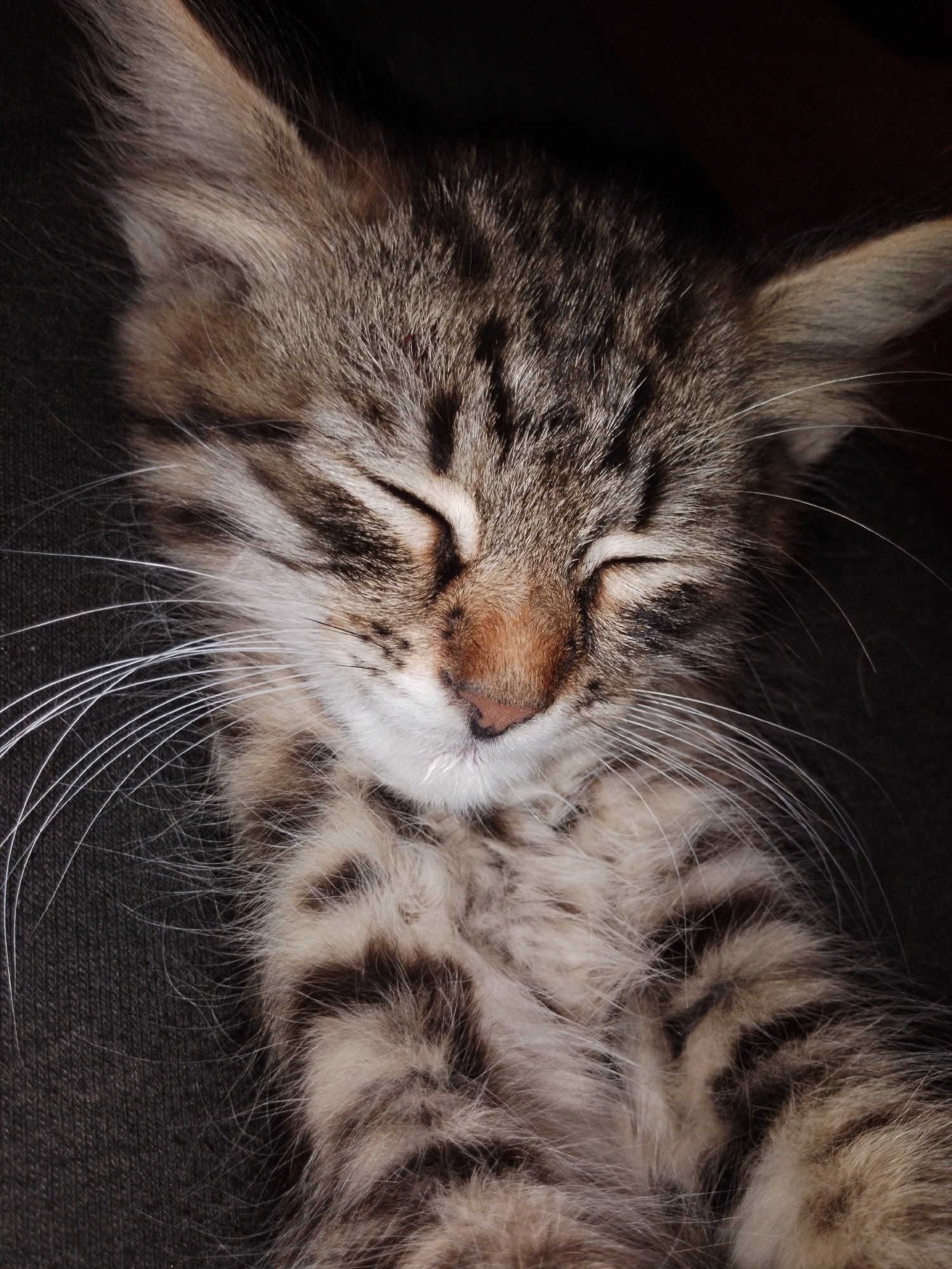 This is a close-up, vertical, eye-level photograph of a tabby kitten sleeping. The kitten is facing the viewer, with its eyes closed and its head tilted slightly downwards. Its fur is a mix of brown, black, and white stripes, characteristic of a tabby pattern. The kitten has long, white whiskers that fan out from its nose and cheeks. Its ears are perked up, and the fur on its head appears fluffy. The kitten is lying on a dark, textured surface, possibly fabric. The background is dark and out of focus, highlighting the kitten as the primary subject. The lighting appears to be dim, suggesting it might be nighttime or indoors. The overall mood of the image is peaceful and serene, capturing a moment of quiet rest for the young animal. There is no visible text in the image.