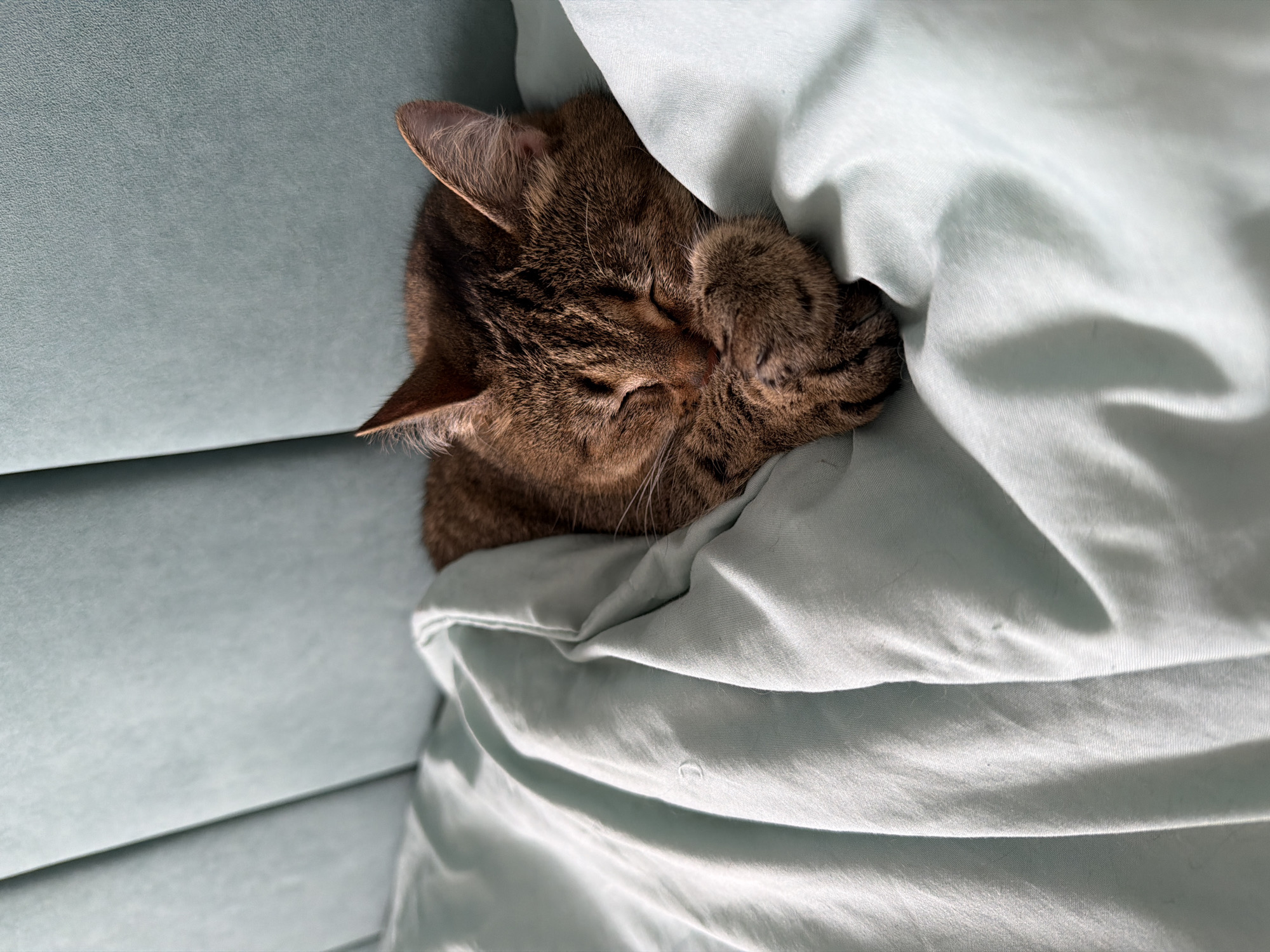 A brown tabby cat is asleep, wrapped in a light blue blanket on a light blue sofa. The cat's face is partially obscured by its paws, and its eyes are closed. The background is a light blue sofa with a simple design. The location is unknown and there is no evidence to suggest the location is in the city of Chaikovsky, Russia.