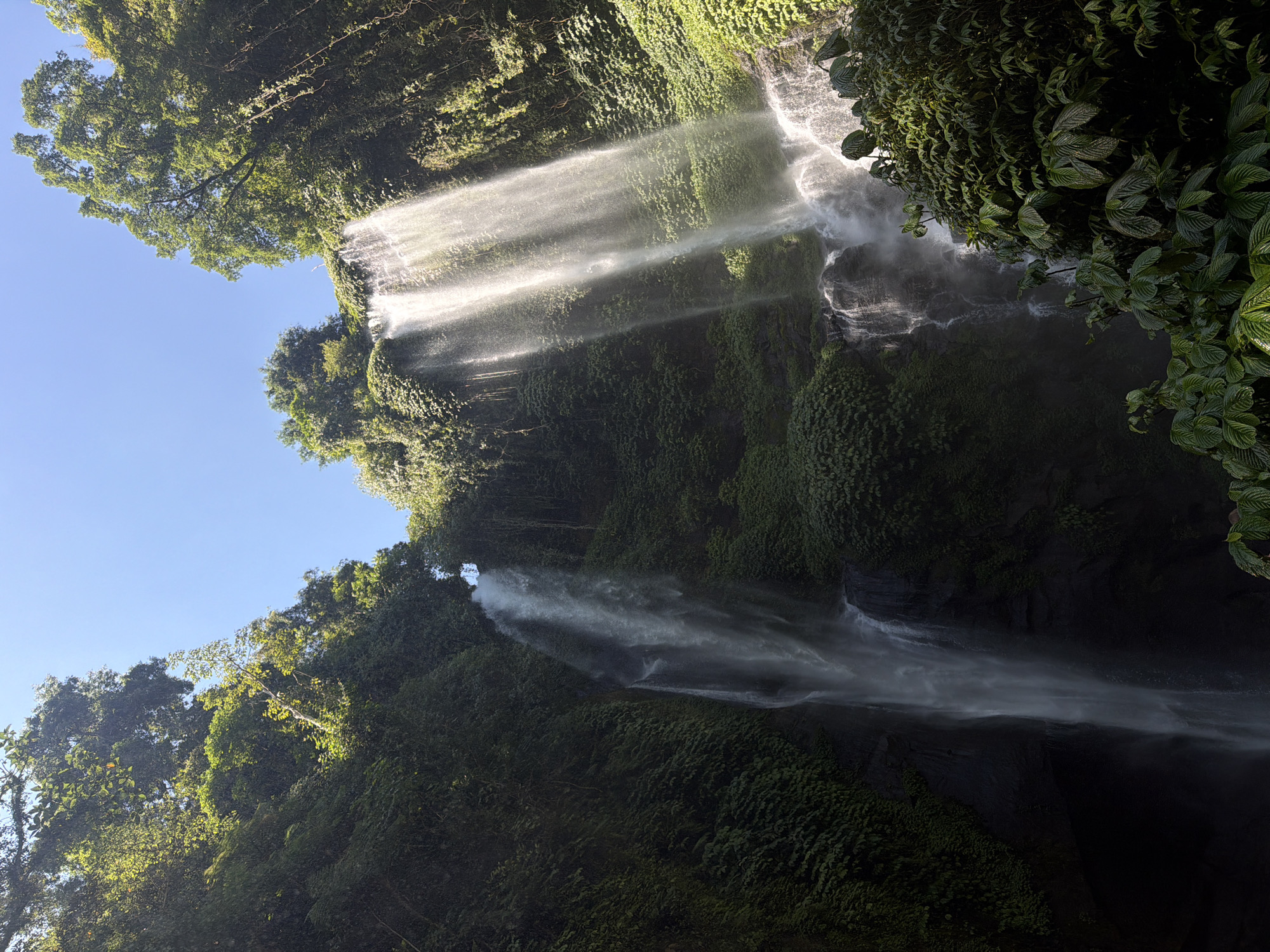 The image depicts a lush, tropical waterfall cascading down a steep, verdant cliff face. The water appears white and misty as it falls, illuminated by bright sunlight filtering through the dense foliage. The cliff is covered in thick green vegetation, including ferns and vines, which cling to the rock. The sky above is a clear, bright blue. In the foreground, large, dark green leaves of tropical plants frame the lower portion of the scene. The overall impression is one of natural beauty and untouched wilderness. The location is the Sekumpul Waterfall in the Sawan district of Buleleng Regency, Bali, Indonesia. There are no people visible in the image.
