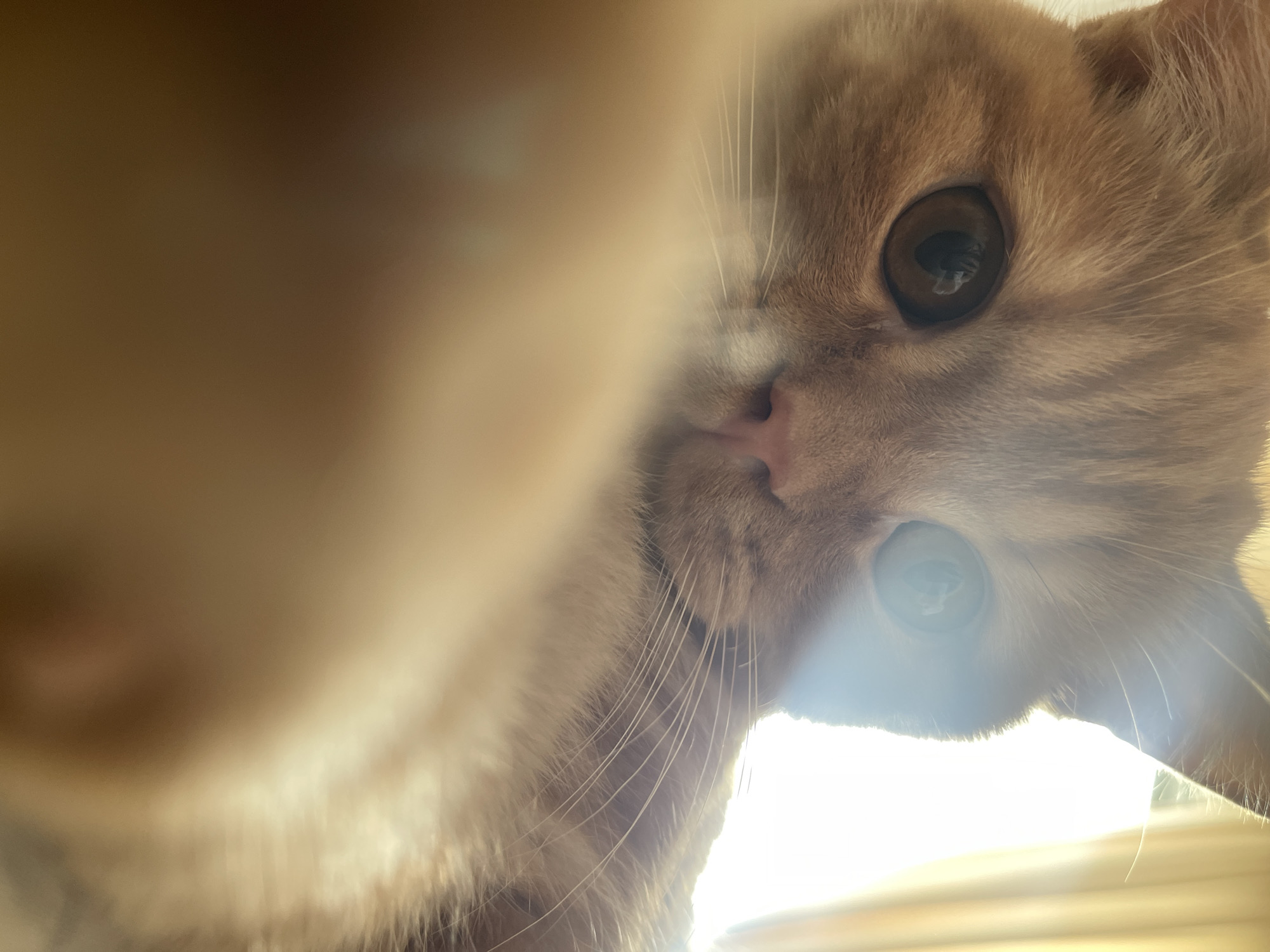 The image is a close-up, low-angle, eye-level shot of an orange tabby cat's face. The cat is looking directly at the camera. Its eyes are large and round, with one eye reflecting light strongly, creating a sunburst effect. The cat's nose is pink, and its whiskers are long and prominent. The fur is a warm orange color with some lighter fur around the muzzle and chest. The background is blurred and appears to be a window with yellow curtains, suggesting the cat is indoors. There is no indication of the city of Kommunarka, Russia, or any specific location within it.