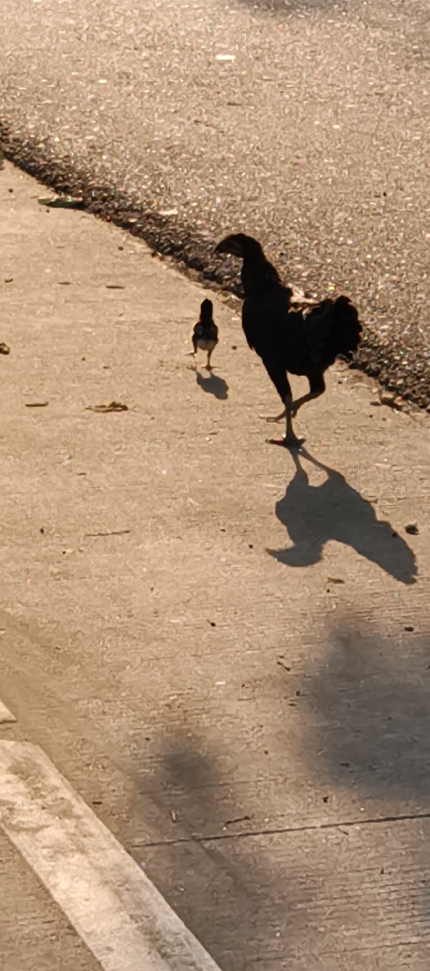 In Baru, Indonesia, at street level, two chickens are depicted on a sidewalk adjacent to a paved road. One chicken, larger and darker, stands prominently in silhouette with its legs splayed and its shadow cast long before it. To the left and slightly behind the larger chicken, a smaller, lighter-colored chicken is visible, also in silhouette, facing away from the viewer. The ground consists of concrete, with scattered debris. The road surface, to the right of the sidewalk, appears rough and granular, reflecting the sunlight. The lighting suggests either early morning or late afternoon.