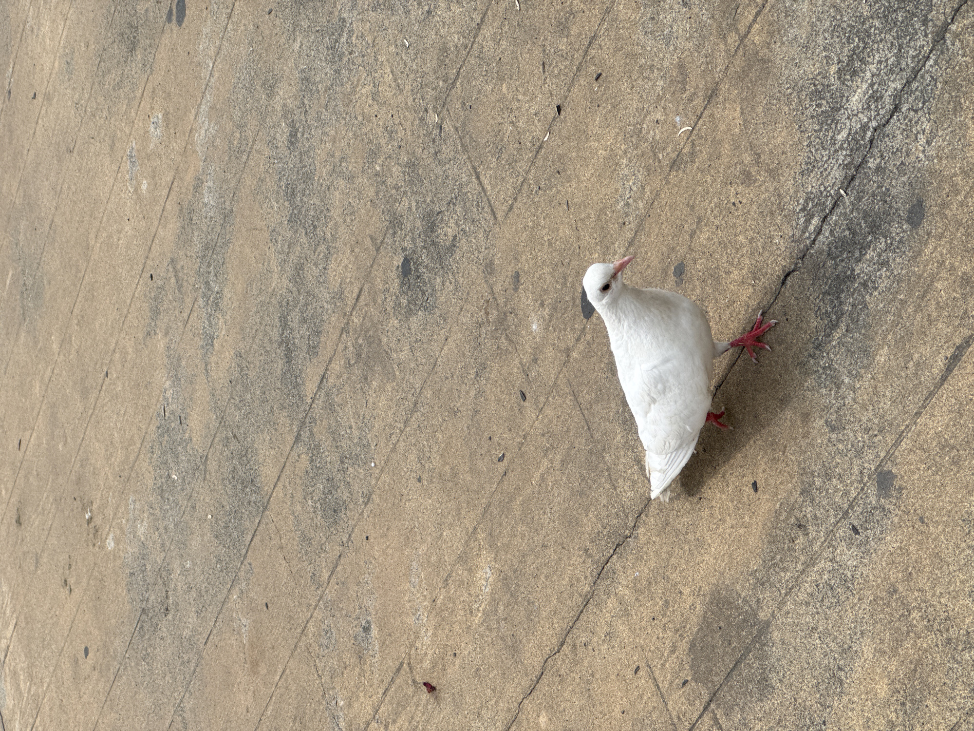 A white pigeon with bright pink feet stands on a paved sidewalk. The pigeon is facing slightly to the right, with its head tilted. The sidewalk is made of concrete slabs, with visible cracks and dark patches, possibly from dirt or wear. There are a few small dark specks and one small red object on the sidewalk, which could be debris. The pigeon is the sole subject in the image, and its posture suggests it might be looking for food or observing its surroundings. The overall scene is outdoors, likely in an urban or semi-urban setting, but the specific location in Batumi, Georgia, cannot be determined from the visual information alone. The lighting suggests it is daytime.