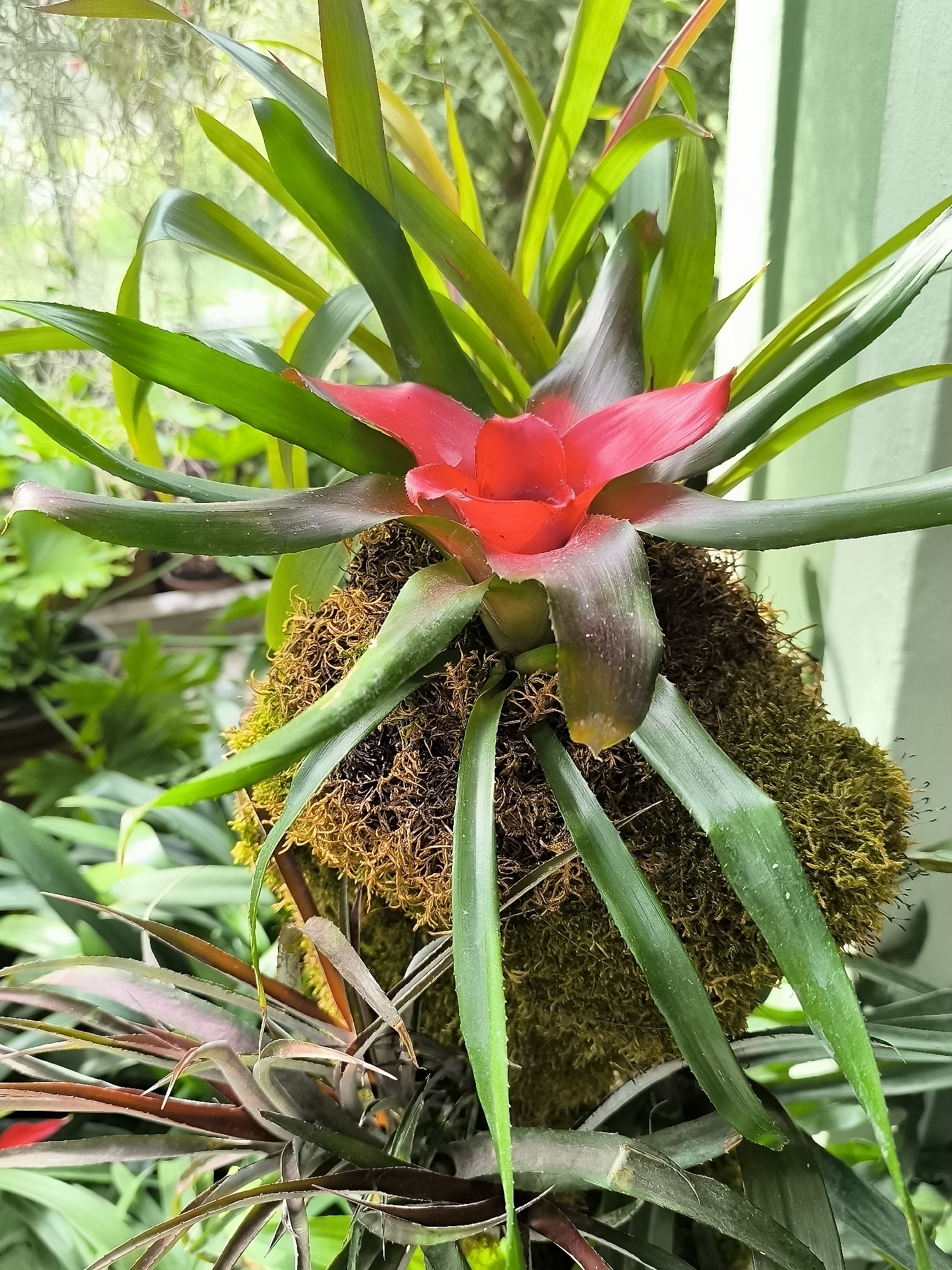 A close-up, eye-level shot showcases a vibrant bromeliad plant with a striking red bloom at its center, positioned on a moss-covered base. The plant's long, green, and reddish leaves fan out in a symmetrical rosette. The background is a soft blur of green foliage and a hint of a light-colored wall, suggesting an indoor or sheltered outdoor environment. The lighting is natural and diffused, highlighting the textures and colors of the plant. There are no people or animals visible in the frame. The image does not provide any information about its location in Kretinga, Lithuania.