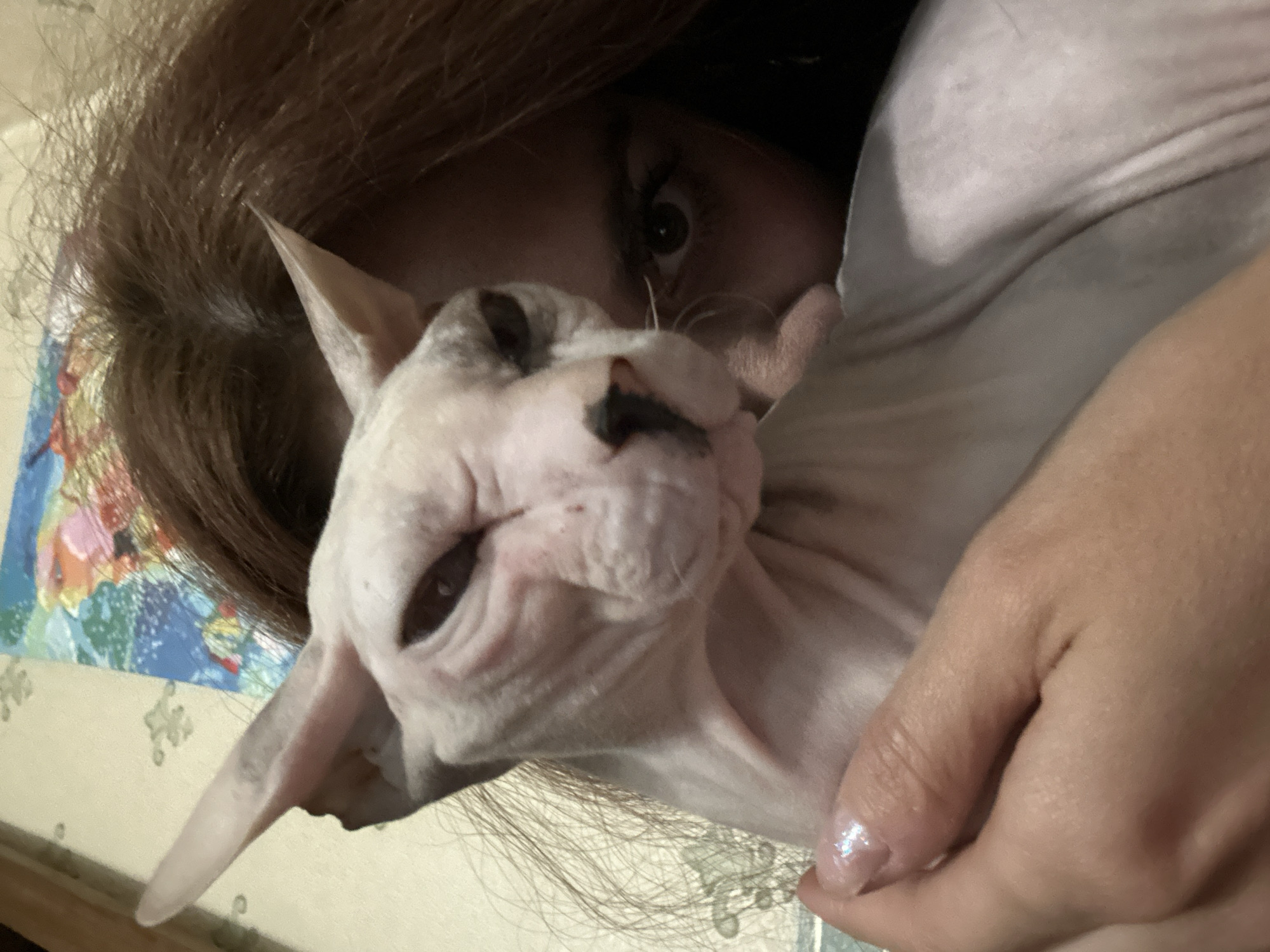A close-up, waist-up, selfie-style shot shows a person holding a light pink Sphynx cat. The cat's face is partially obscured by the person's dark brown hair, and it is looking towards the camera with a slightly grumpy expression. The person's right hand, with glittery nail polish, is visible on the cat's body. The background is out of focus, but a colorful, patterned fabric can be seen behind the cat and person. The scene appears to be indoors, possibly in a residential setting. No specific location in Togliatti, Russia can be determined from the image.