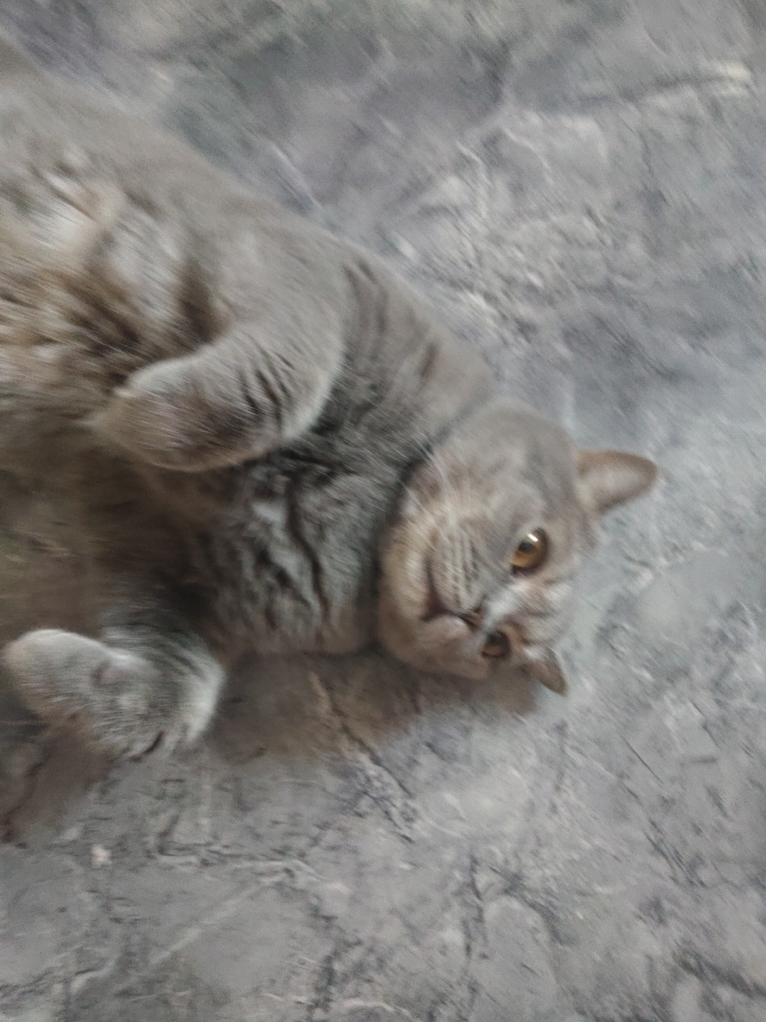 The image shows a gray cat lying on its back on a gray surface with a marbled pattern. The cat is positioned mostly to the left of the frame and angled towards the lower right corner. It has golden eyes and appears to be relaxed. The background is blurry and provides no indication of the location.