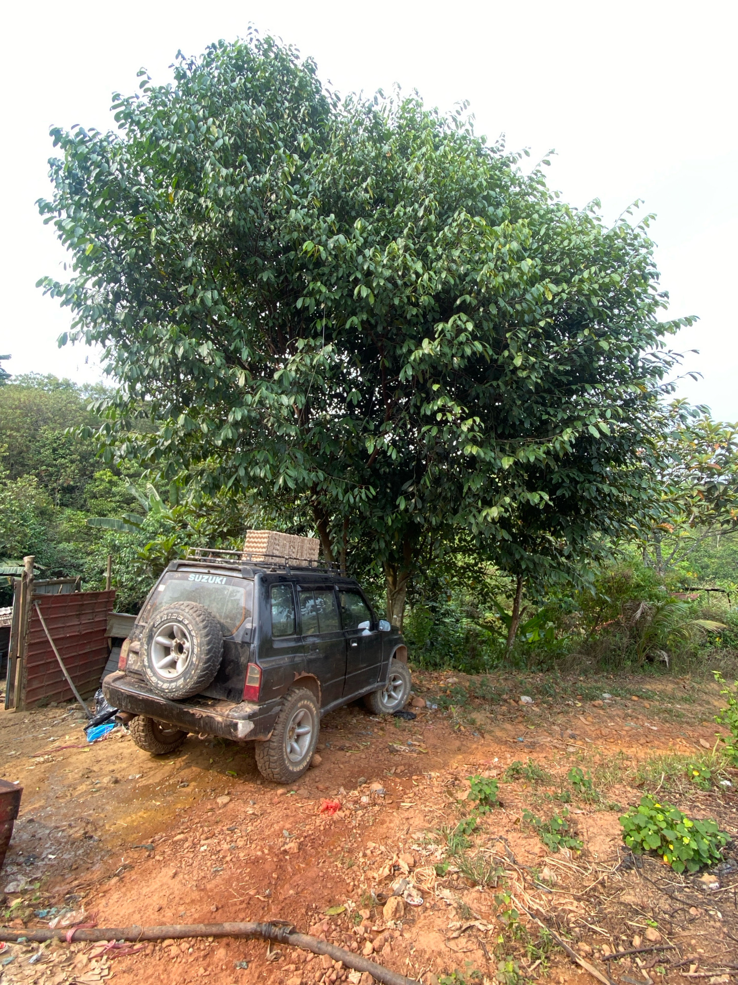 In an outdoor scene in the city of Unknown, Unknown, a dark-colored Suzuki SUV is parked on a reddish-brown dirt surface, partially under the canopy of a large, leafy green tree. The vehicle is positioned at an angle, with its rear facing the viewer. A spare tire is mounted on the back of the SUV. On the roof rack of the vehicle, there are stacks of what appear to be cardboard boxes, possibly egg cartons, covered in a light-colored material. To the left of the SUV, a weathered wooden fence or wall is visible, with some metal sheeting attached to it. The ground is uneven and covered with dirt, scattered debris, and some sparse vegetation. The background consists of dense green foliage, including trees and bushes, with a lighter sky overhead. The lighting suggests it is daytime, possibly overcast.