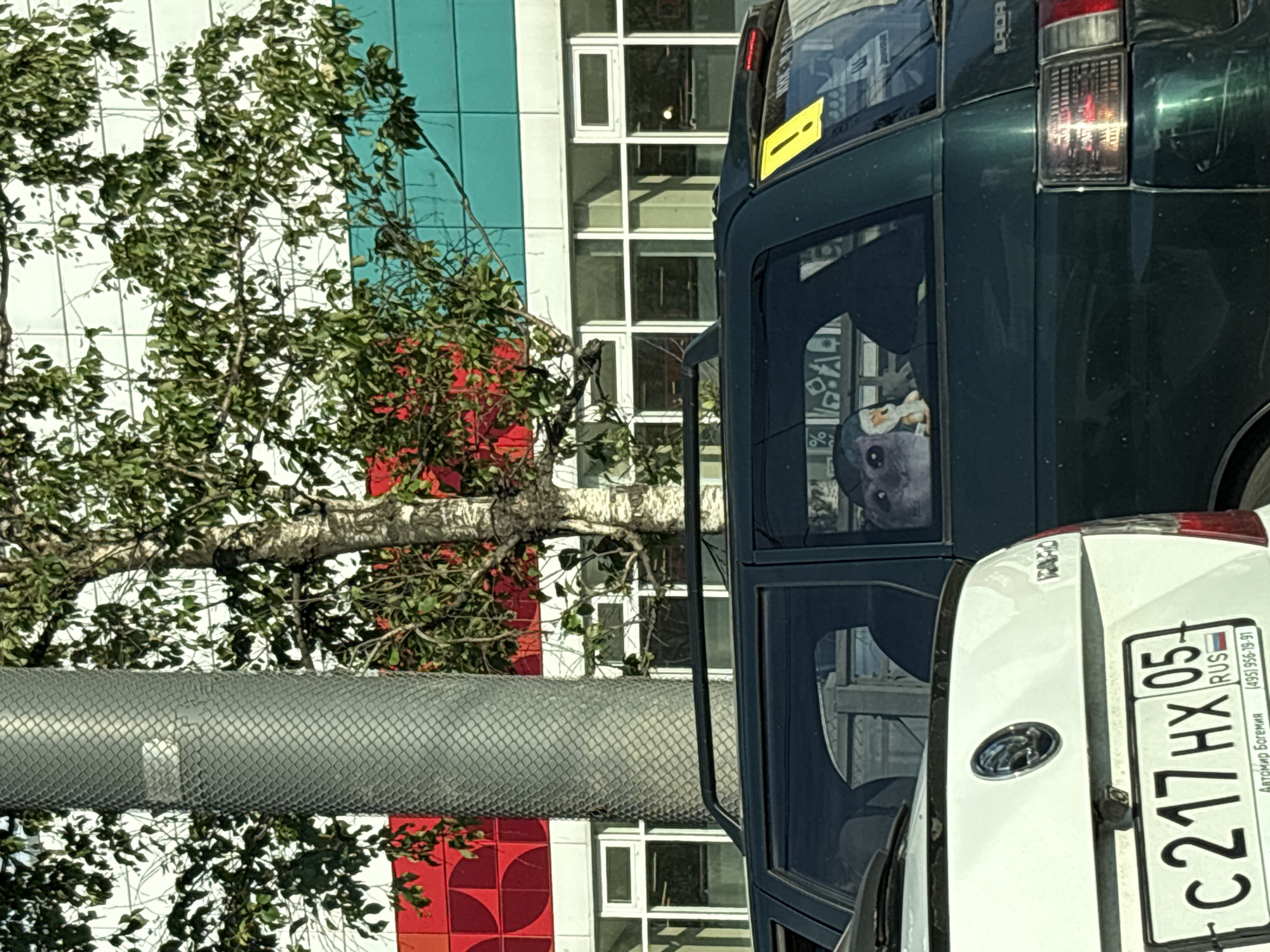 The image shows a close-up view of vehicles parked in front of a building. A dark green van is in the foreground, with its side window reflecting the building's facade. A white car is parked to the right of the van, its rear visible.
Inside the van's window, a light-colored object, possibly a stuffed animal or a toy, is visible. On the building's facade, there are colored geometric patterns in red and turquoise. A large metal pipe runs horizontally across the image in the mid-ground, partially obscured by tree branches. The leaves of the trees are green and appear healthy.
The white car has a license plate with the following text: "C217HX 05 RUS" and a phone number "(495) 956-79-31". Below the license plate, there is text that appears to be in Cyrillic, possibly "Автомир Богемия". On the rear of the white car, a circular emblem is visible.
The lighting suggests it is daytime, likely sunny, as evidenced by the reflections on the vehicles and the vibrant colors of the building. The scene appears to be in a city, given the presence of multiple vehicles and a multi-story building. The overall impression is one of a typical urban street scene.
