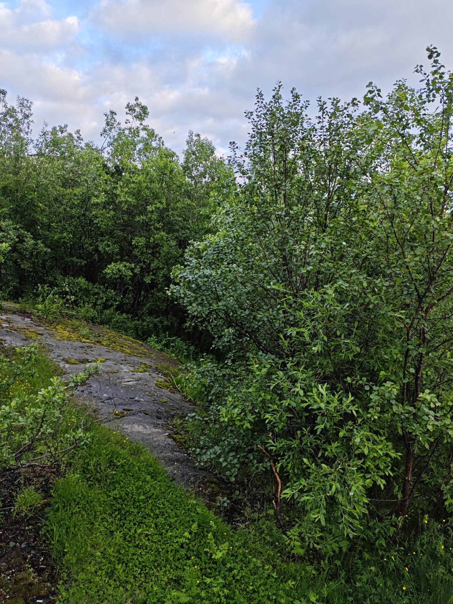 A verdant forest scene under a partly cloudy sky is depicted. A large, grey rock formation, partially covered in moss, dominates the left foreground. Lush green grass and various small plants, some with yellow flowers, grow around the rock and in the surrounding ground. Dense green trees and foliage fill the middle and right portions of the image, creating a thick canopy. The sky above features scattered white clouds against a pale blue backdrop. The scene is devoid of any human presence or activity.