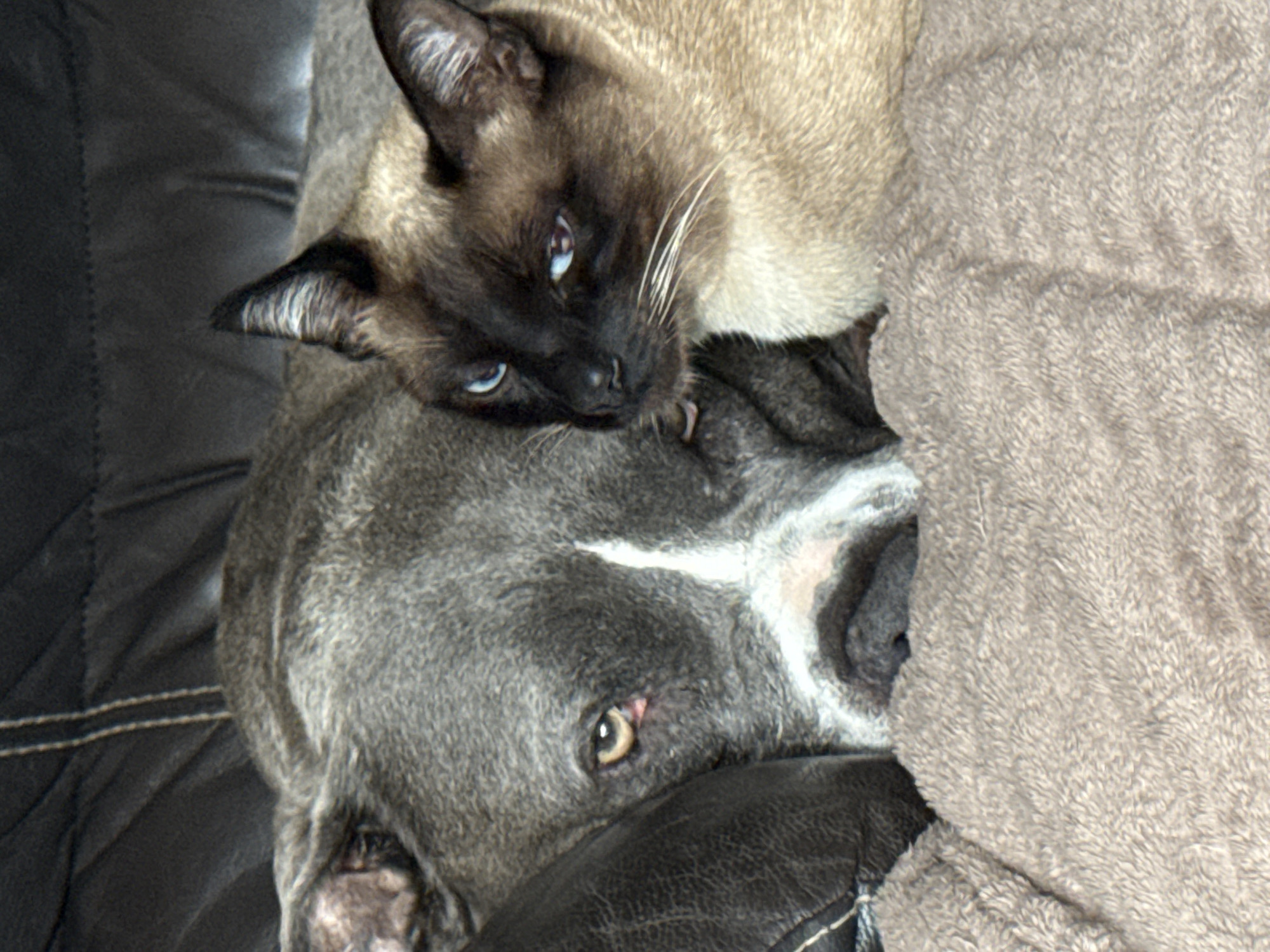 The image shows a Siamese cat lying on top of a gray-furred dog, presumably indoors. Both animals appear relaxed and comfortable. The background consists of a dark leather couch and a light gray blanket. There is no information to determine the location of the image.