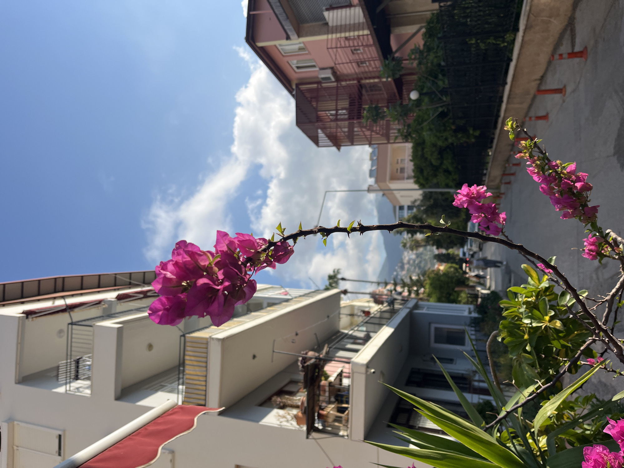 A medium, sideways-oriented shot captures a vibrant bougainvillea branch in the foreground, adorned with bright pink flowers. The branch extends across the frame, with additional blooms visible on the right side. The background showcases a residential area in Alanya, Turkey, featuring a mix of modern and older buildings. The structures are mostly white with some being pink, and are of varying heights, lining a street with intermittent orange cones. In the distance, a mountain range is faintly visible, adding depth to the scene under a blue sky with scattered white clouds. There are several cars in the background, indicating the location is a residential street.