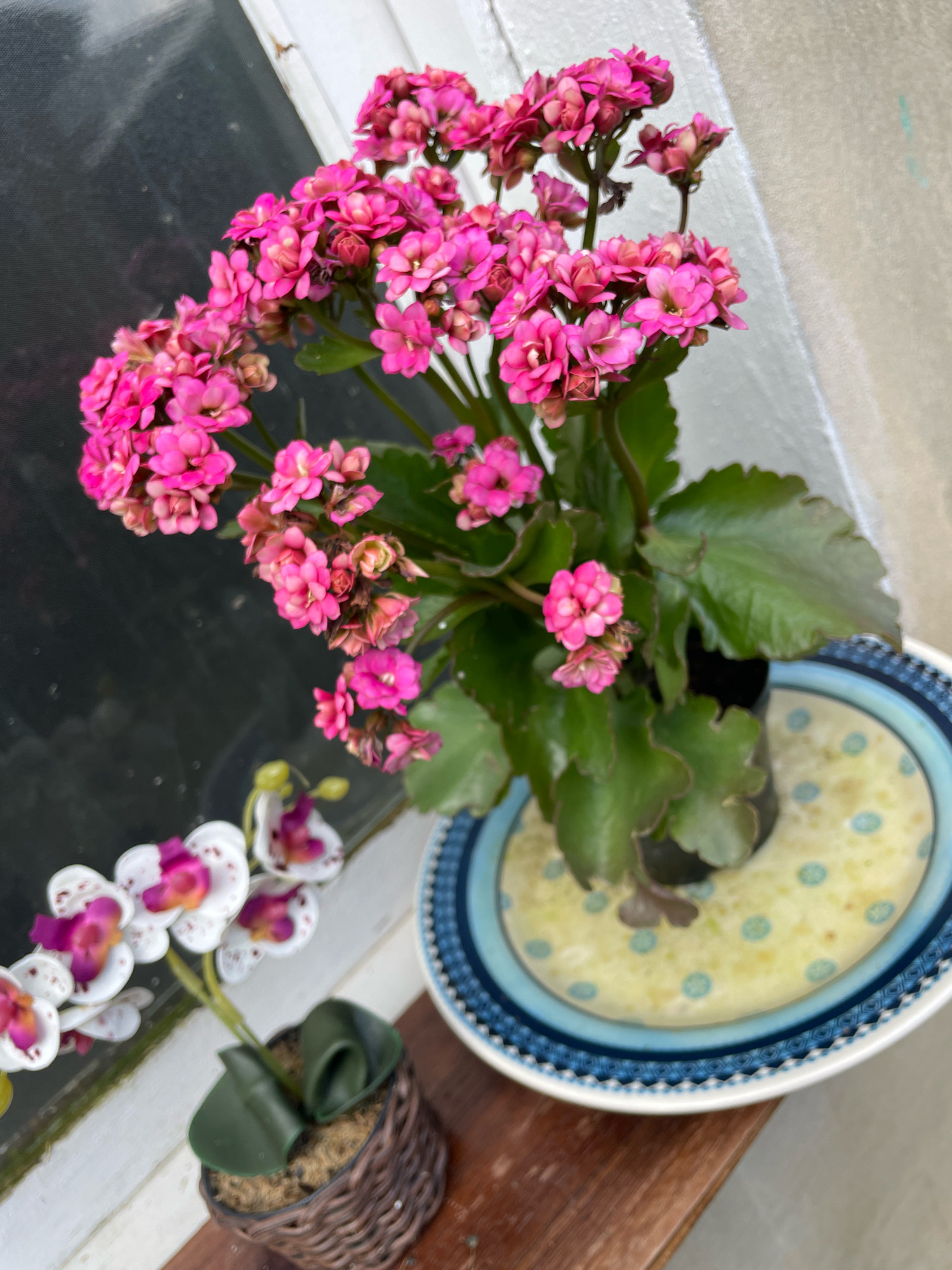 The image shows a still life composition of two potted plants on a wooden surface, next to a window. The foreground features a small artificial orchid plant in a brown woven pot, with green leaves. Behind it and slightly to the right, a larger flowering plant with clusters of small pink blossoms and dark green, serrated leaves is in a black plastic pot, which sits on a decorative light yellow plate with blue polka dots, bordered by a blue and white patterned rim. The background consists of the window, with a dark, textured surface visible through the glass, and a light-colored wall to the right. The scene is brightly lit, suggesting it is daytime. There are no people or animals present in the image. The overall impression is that of an indoor setting near a window, possibly a home or a shop in Gramado, Brazil, a city known for its European-inspired architecture and natural beauty, often featuring well-maintained gardens and floral displays.