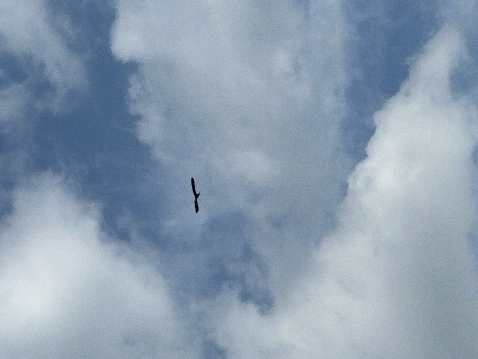 The image shows a bird silhouetted against a cloudy sky. The sky is a mix of blue and white clouds. The bird appears to be flying. The location is Tugurgoy, Russia, but there is no information in the image to confirm or deny this. There are no visible people or specific objects beyond the bird and clouds.
