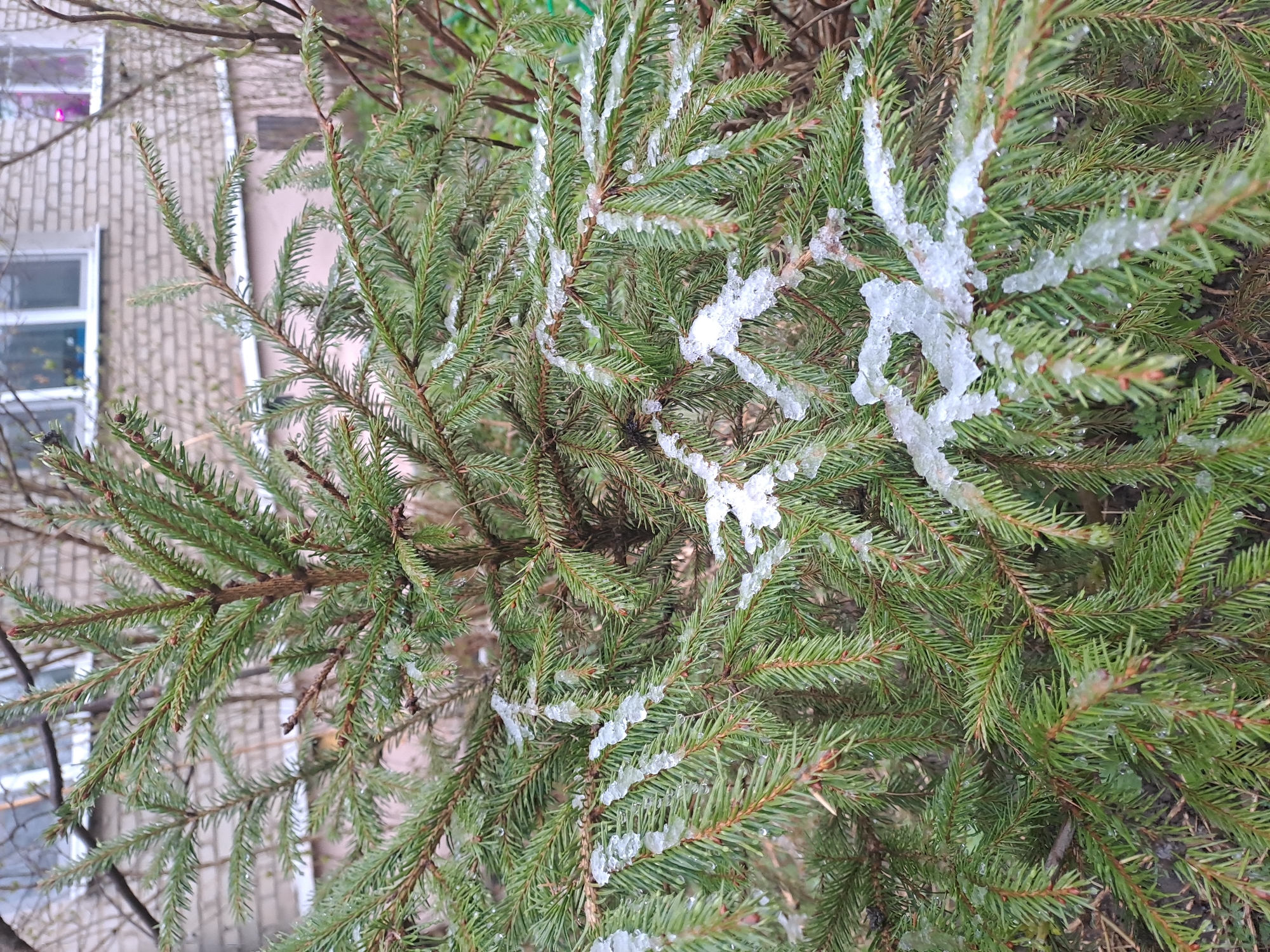 The image depicts a close-up view of a coniferous tree, likely a spruce, with needles covered in melting snow or ice. The tree is situated outdoors, as suggested by the presence of a brick building with windows visible in the background. It's daytime, evident from the natural lighting. The location can be inferred as Elektrostal, Russia, based on the user's request. There are no people visible in the image. The focus is on the interaction of the elements - ice/snow and tree - within an urban environment.