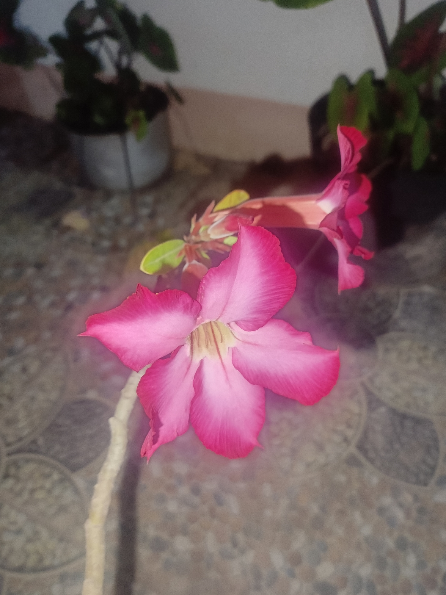 The image captures a close-up of two vibrant pink desert rose flowers in bloom. The foreground is dominated by a large, open flower with five distinct petals, showcasing a gradient of color from deep pink at the edges to a lighter hue towards the center, where yellow stamens are visible. A slender, light-colored stem extends from the bottom left corner, supporting the flower. Behind it, another, partially obscured flower is also in bloom, its petals a similar shade of pink. In the background, out of focus, are two potted plants with green foliage, one in a silver pot and the other in a dark container. The ground beneath the flowers appears to be tiled with a pattern of earthy-toned stones. The lighting suggests an indoor or shaded outdoor setting, with a soft glow illuminating the flowers. There is no indication of the specific location within Solor Barat, Indonesia, nor are there any people or discernible actions in the scene.