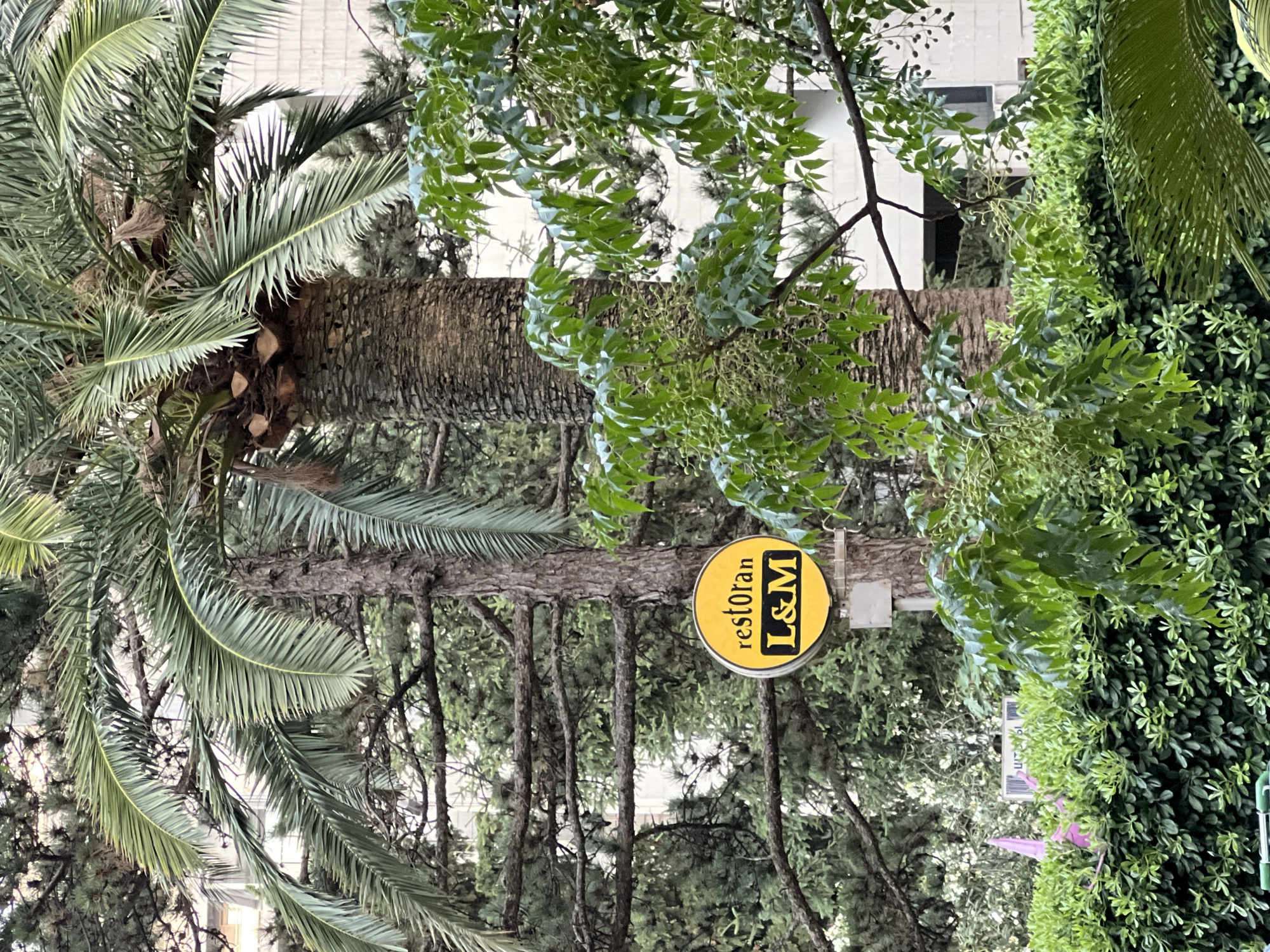 The image depicts a close-up view of a yellow circular sign with the text "restoran L&M" written in black. The sign is mounted on a pole, partially obscured by the trunk of a palm tree. The background consists of lush green foliage, including palm fronds, pine branches, and a dense hedge. In the distance, a light-colored building with windows is visible through the trees. The scene appears to be outdoors, likely in a public area. The sign's presence suggests a restaurant or cafe named L&M is located in this vicinity.
