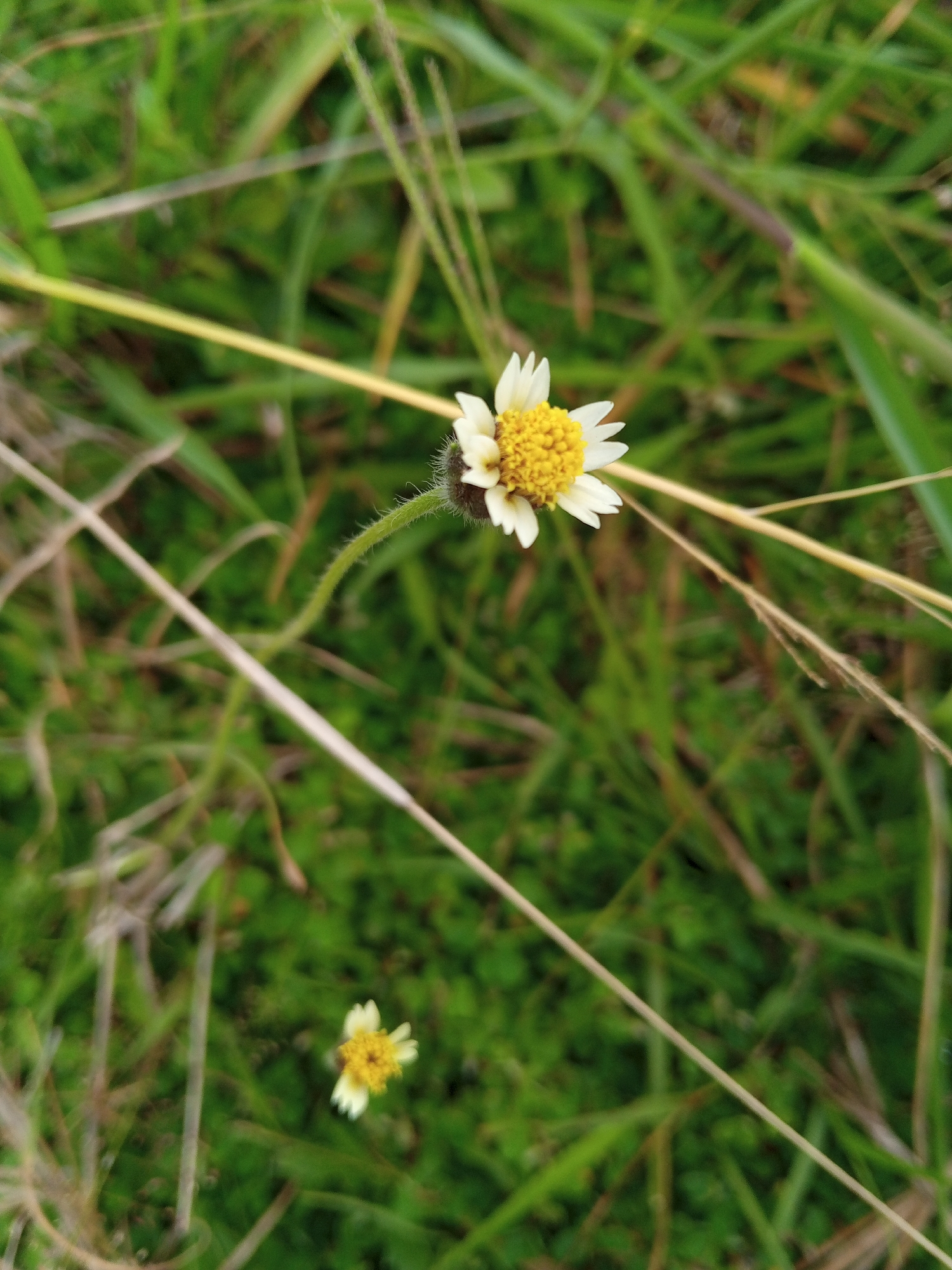 The image depicts two small daisy-like flowers amidst green grass. The larger flower, in the foreground, features a yellow center surrounded by white petals, while the smaller flower in the background is more out of focus. The scene is characterized by green blades of grass and slender, dry plant stems. The image was presumably taken in Lhokseumawe, Indonesia.
